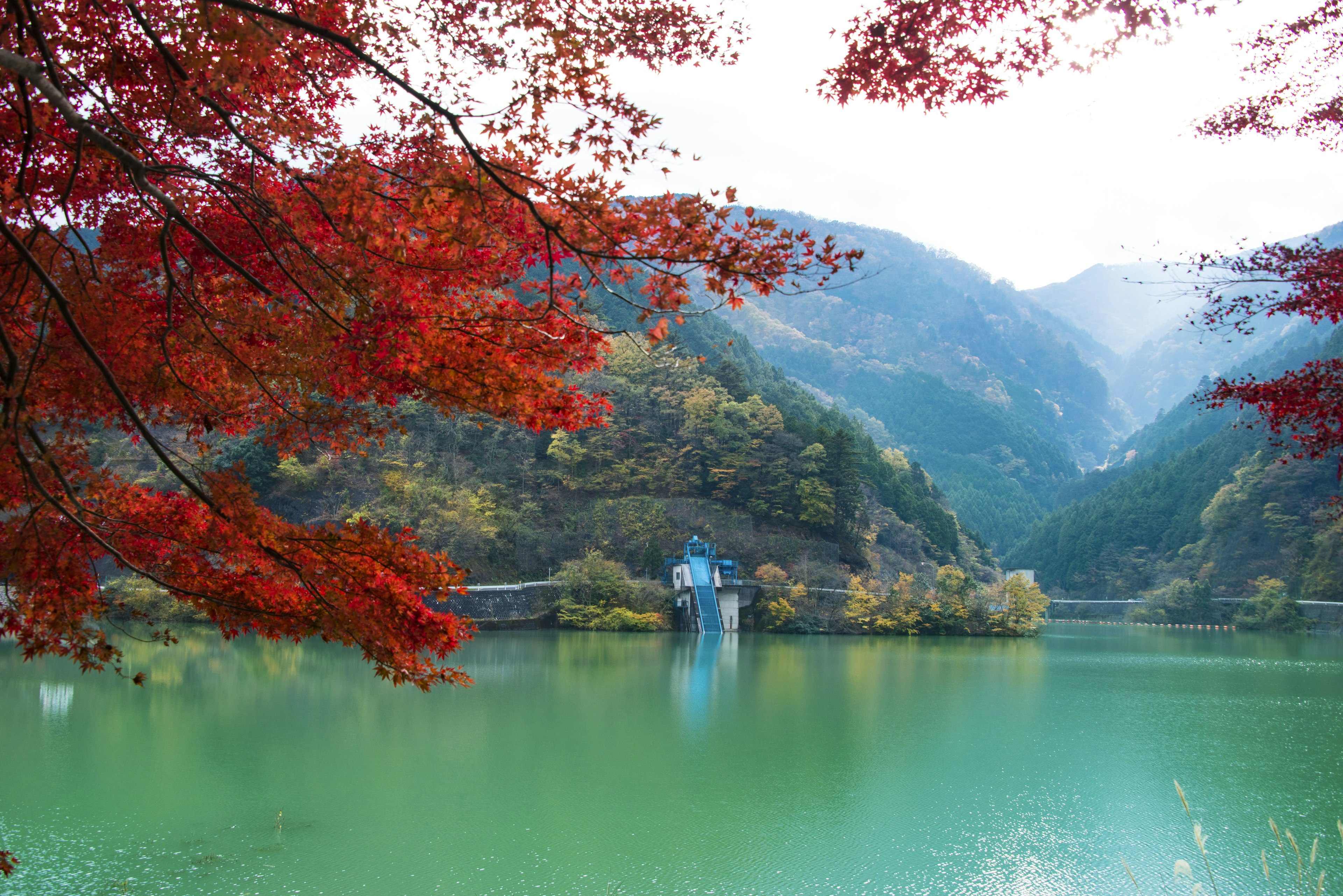 Red foliage hangs over Naguri Lake