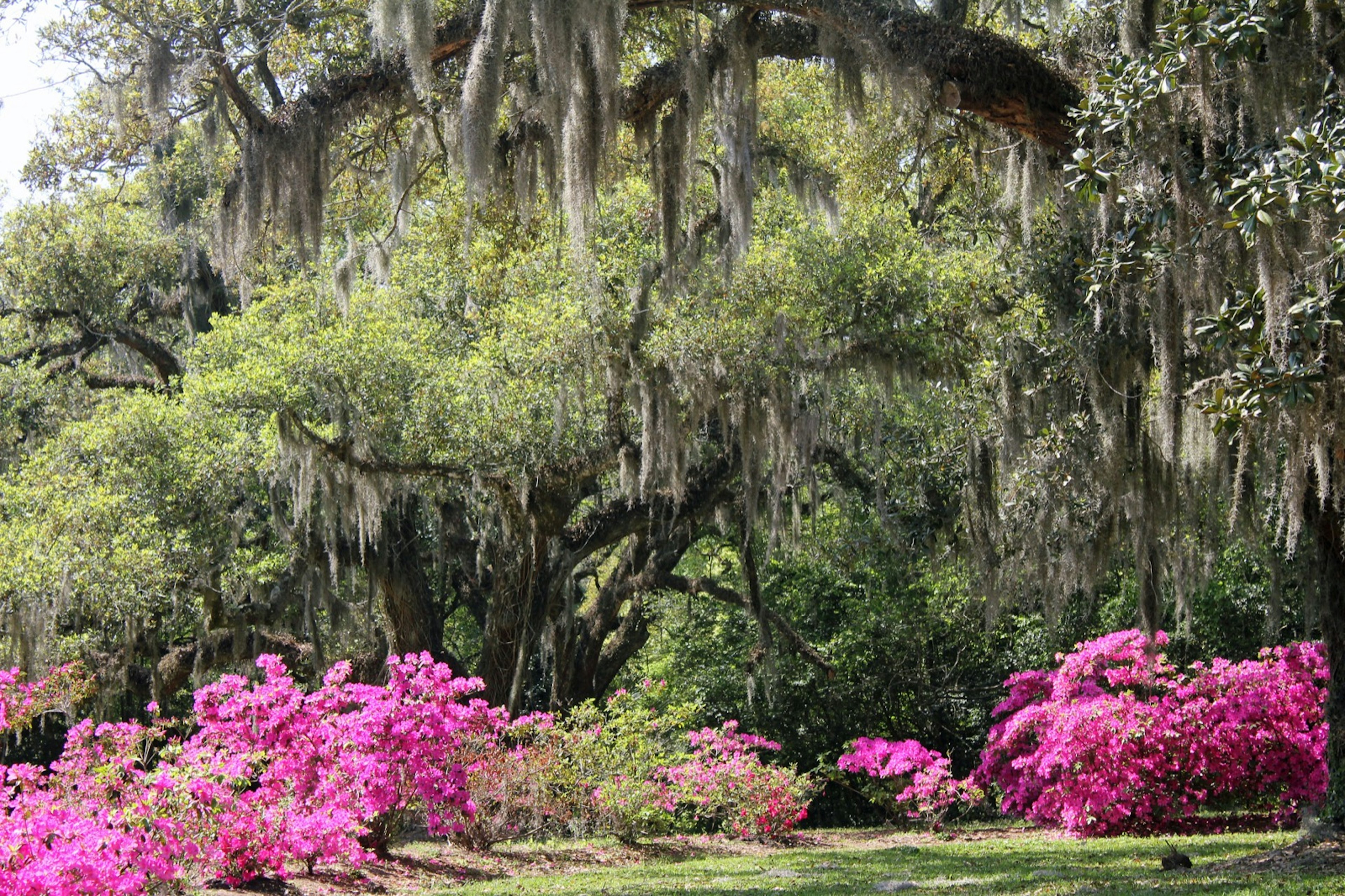 A collection of pink azaleas in full bloom surrounded by huge oaks draped in Spanish moss on a bright, sunny day; day trips New Orleans