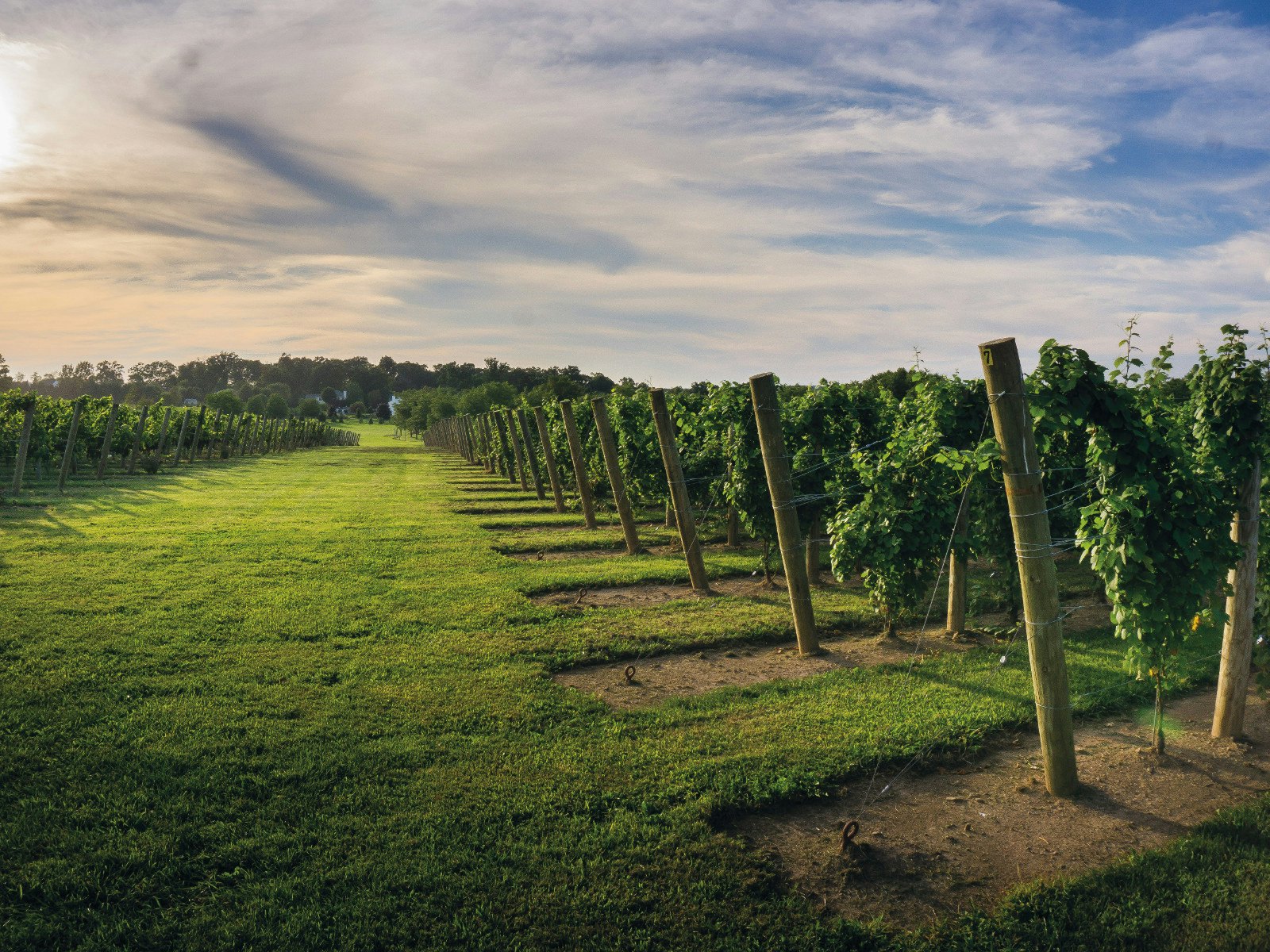 Vines at Beneduce Vineyard