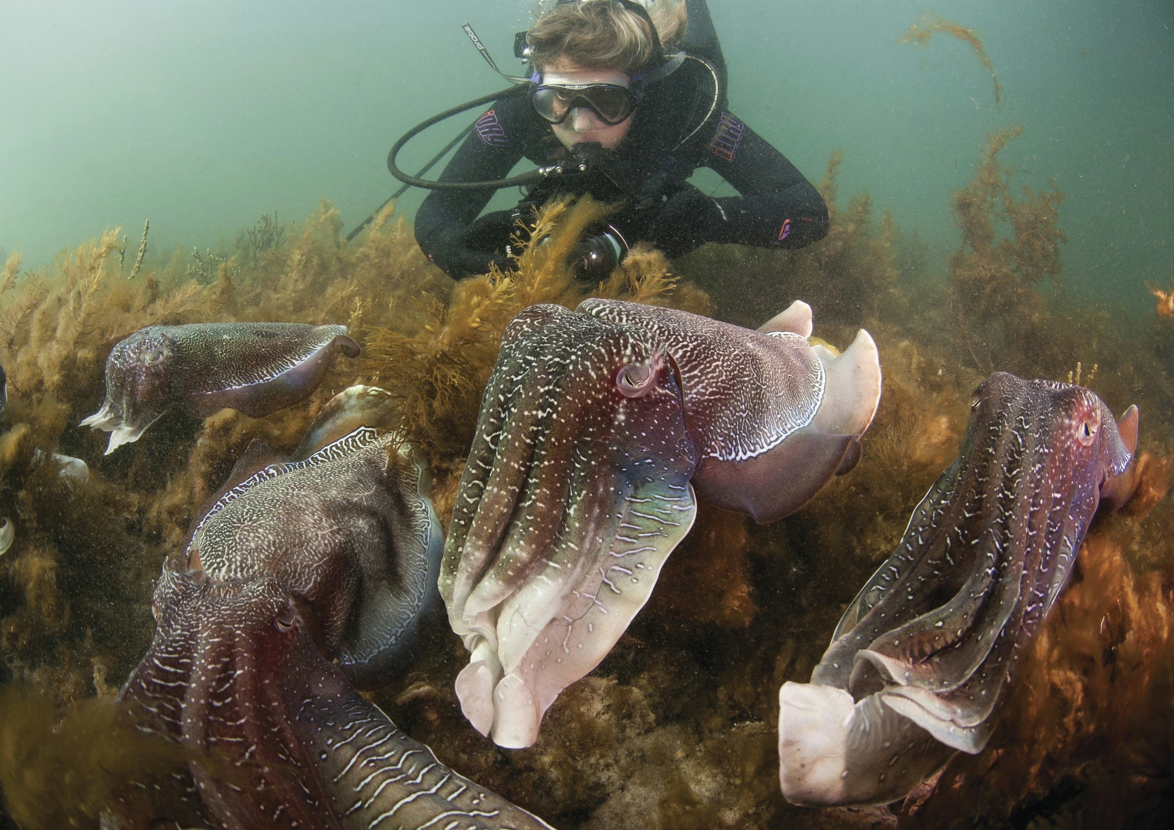 South Australia cuttlefish with a snorkeller by Carl Charter