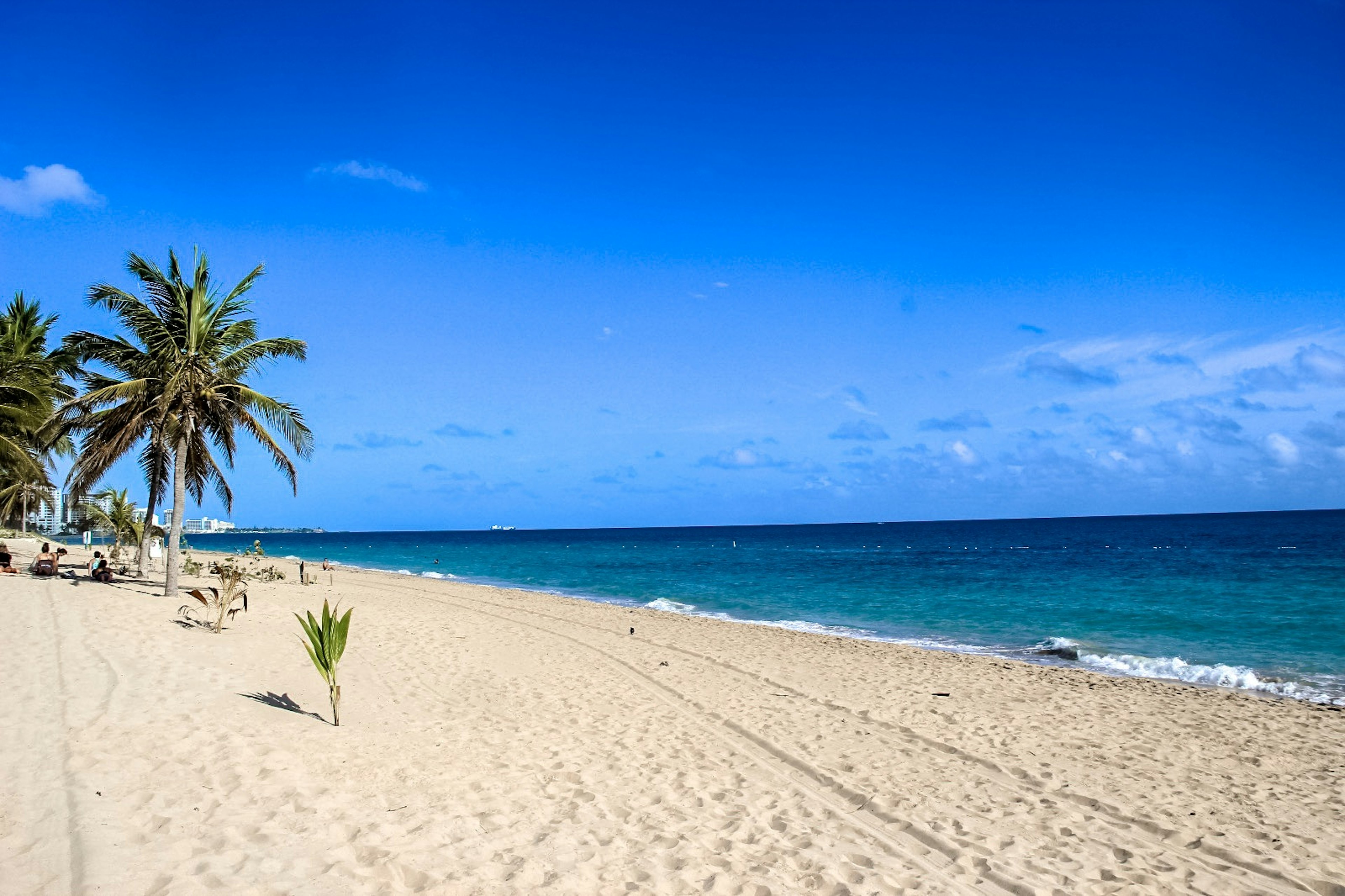 New palm trees begin to grow in Ocean Park Beach Mikol Hoffman / Lonely Planet