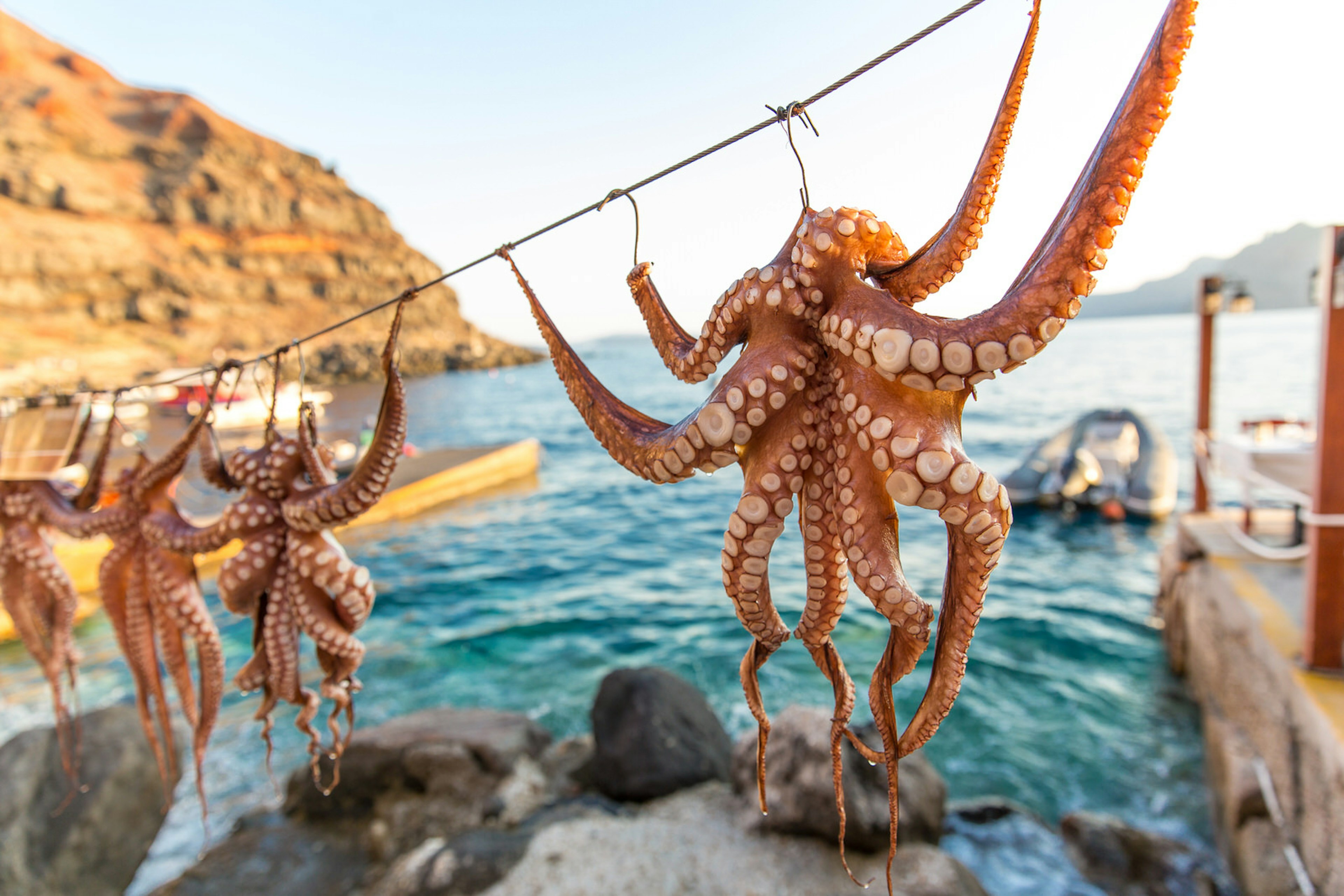 Octopus drying in the sun