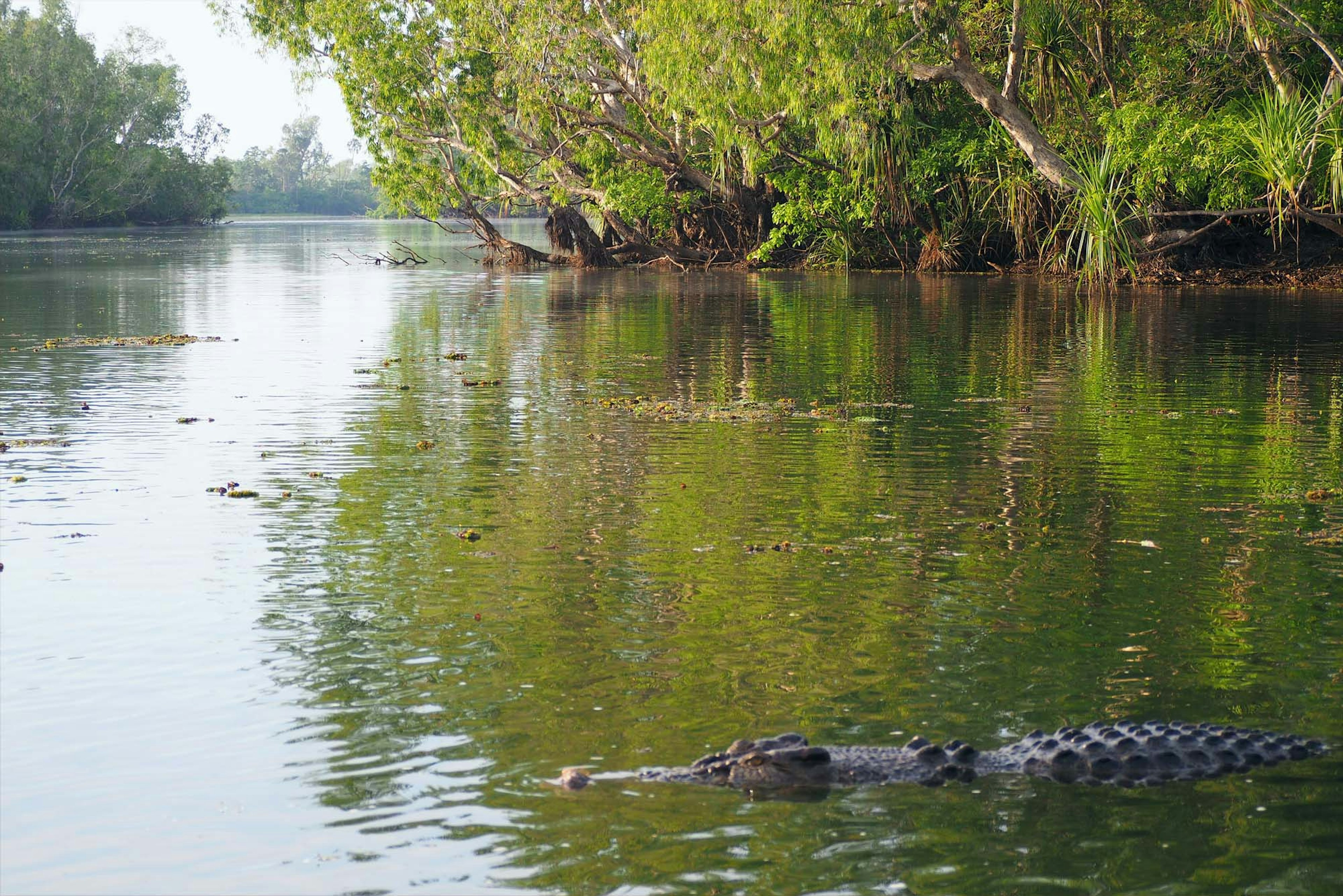 A crocodile surfacing by Sarah Reid / Lonely Planet