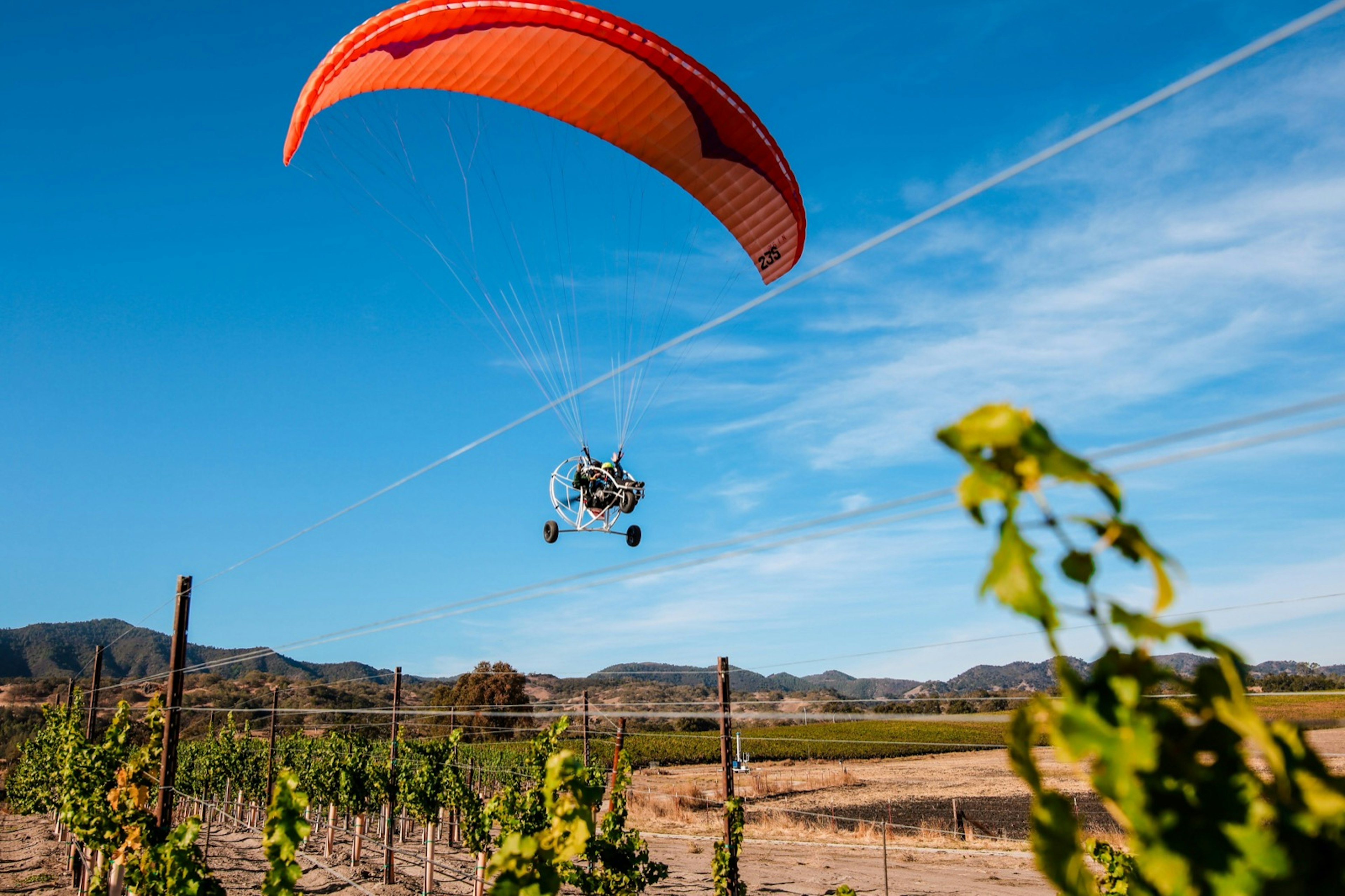 An orange parachute carries a paraglider through a blue sky above the grape vines at a vineyard in San Luis Obispo County, Calfifornia