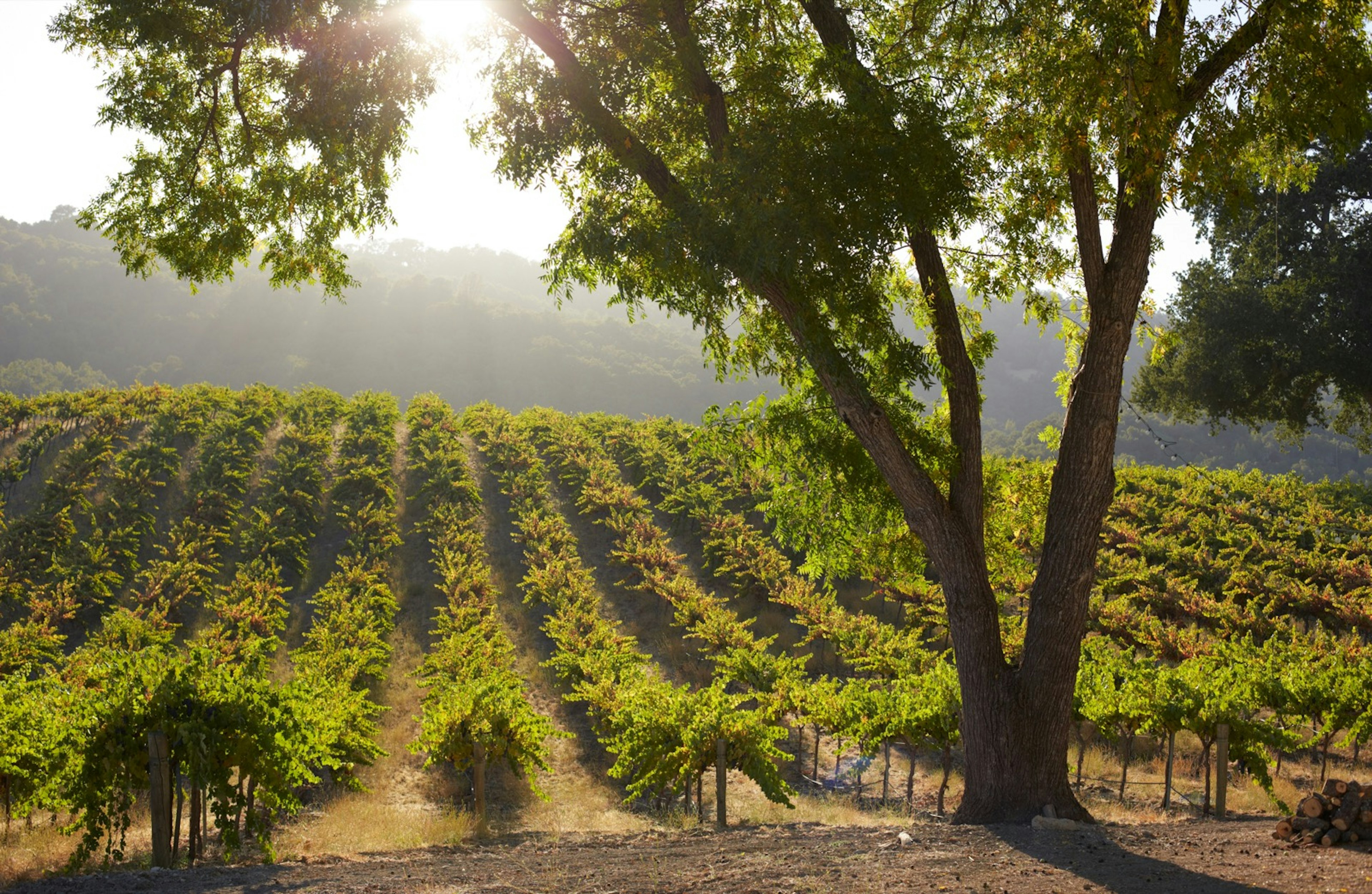 Rows of grape vines are covered in a light mist or fog at a vineyard in California