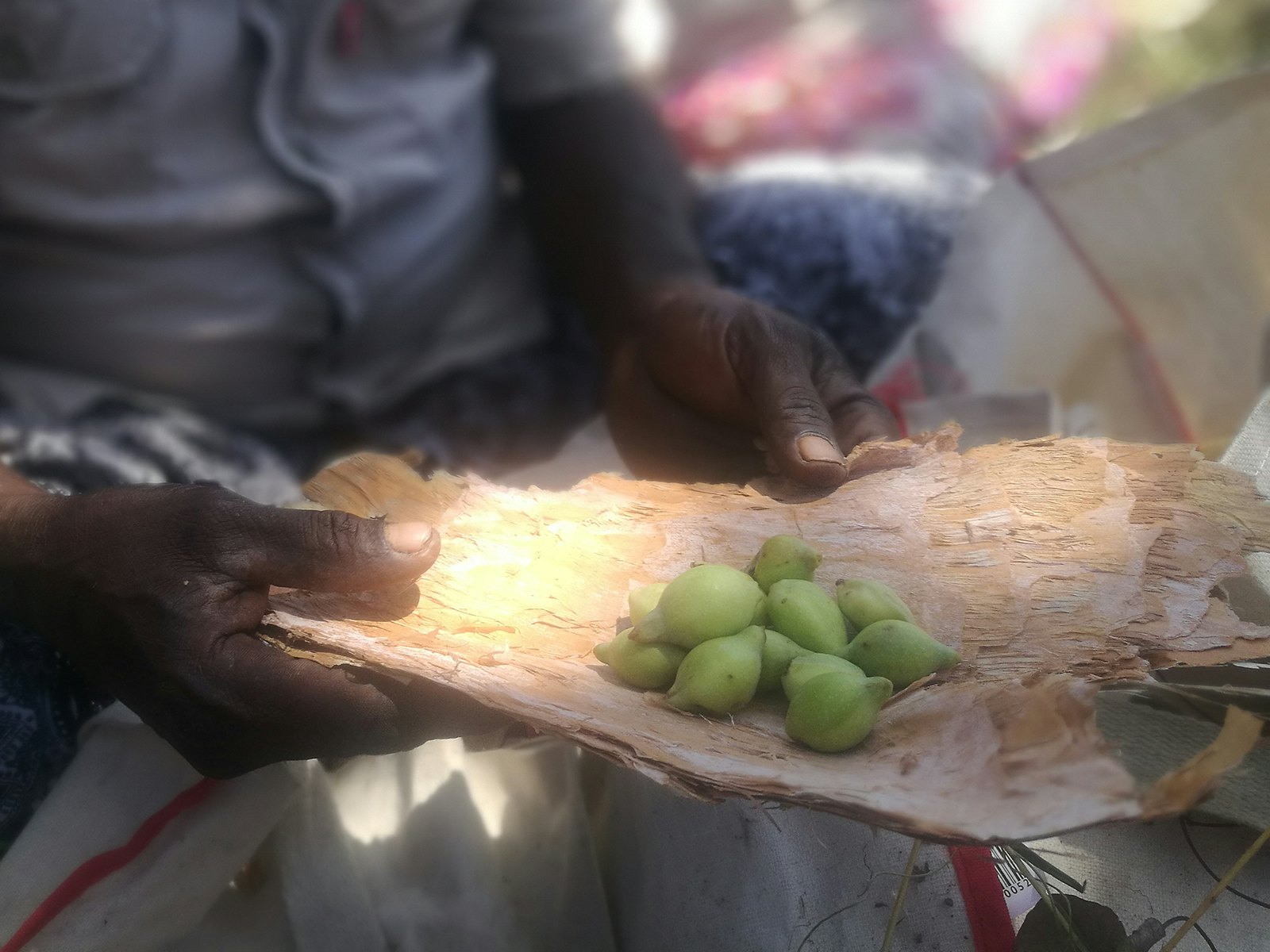 Kakadu plums on a piece of bark