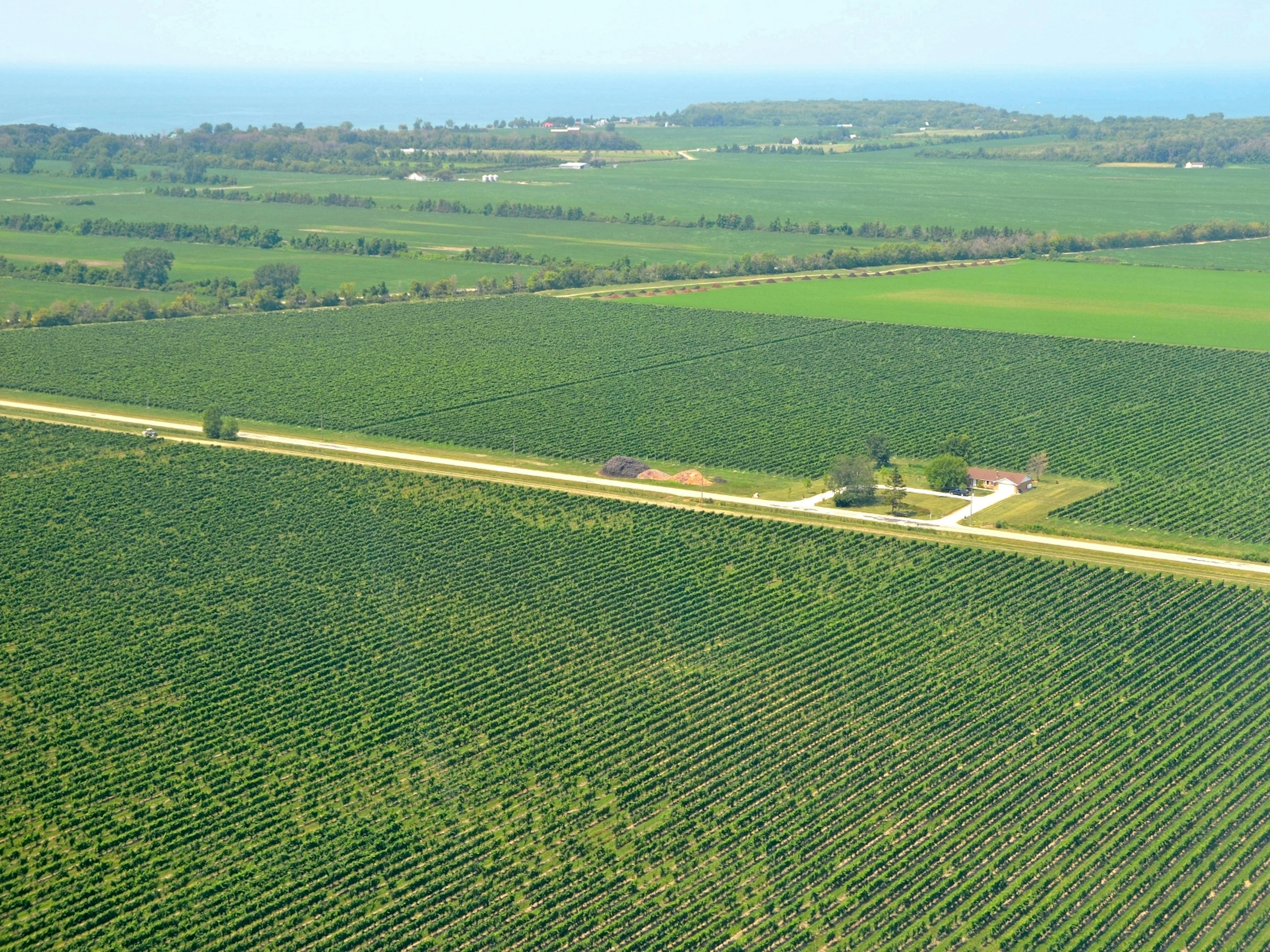 The vast vineyards on pint-sized Pelee Island