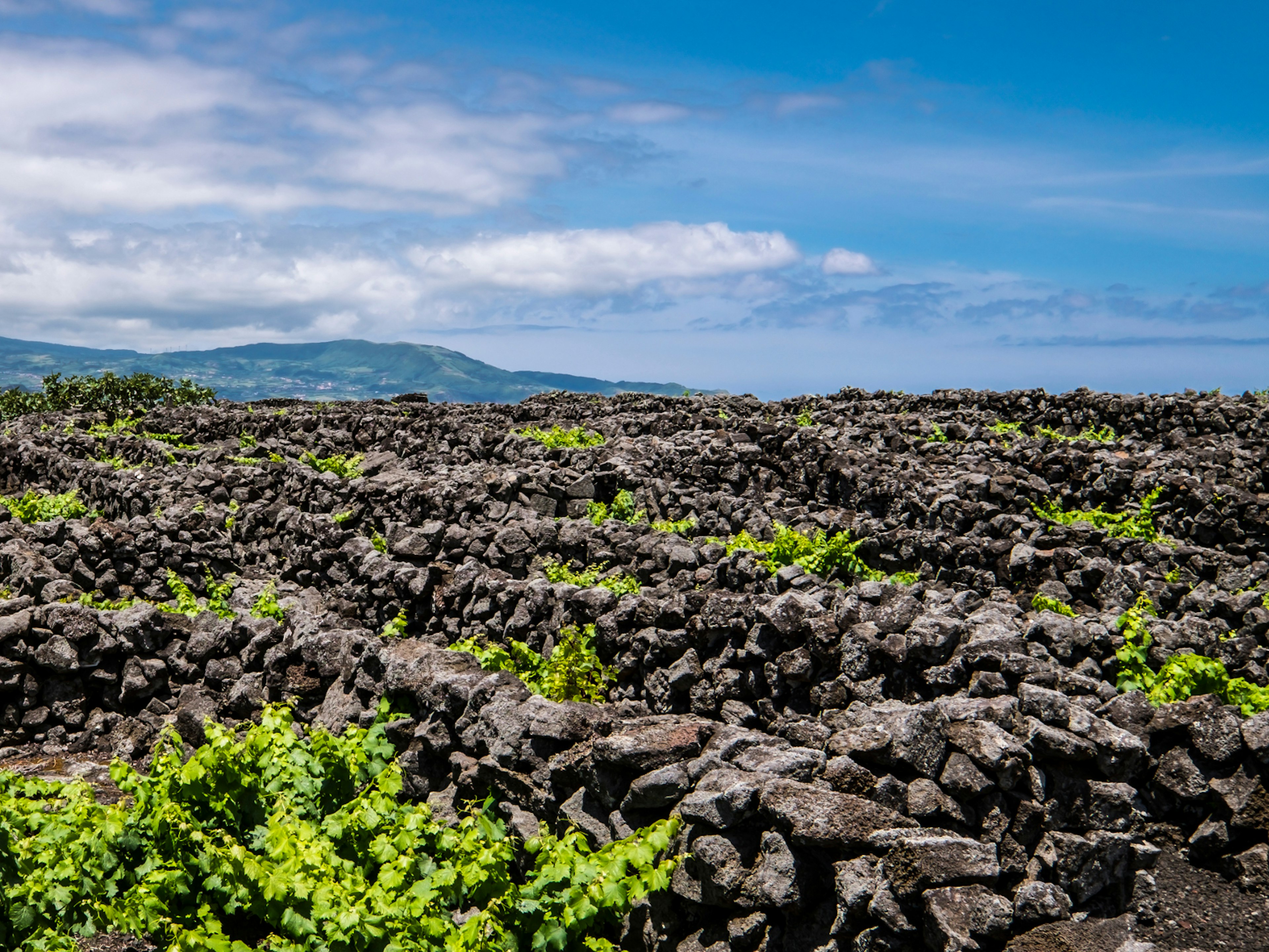 Traditional stone-wall vineyard plots on Pico Island