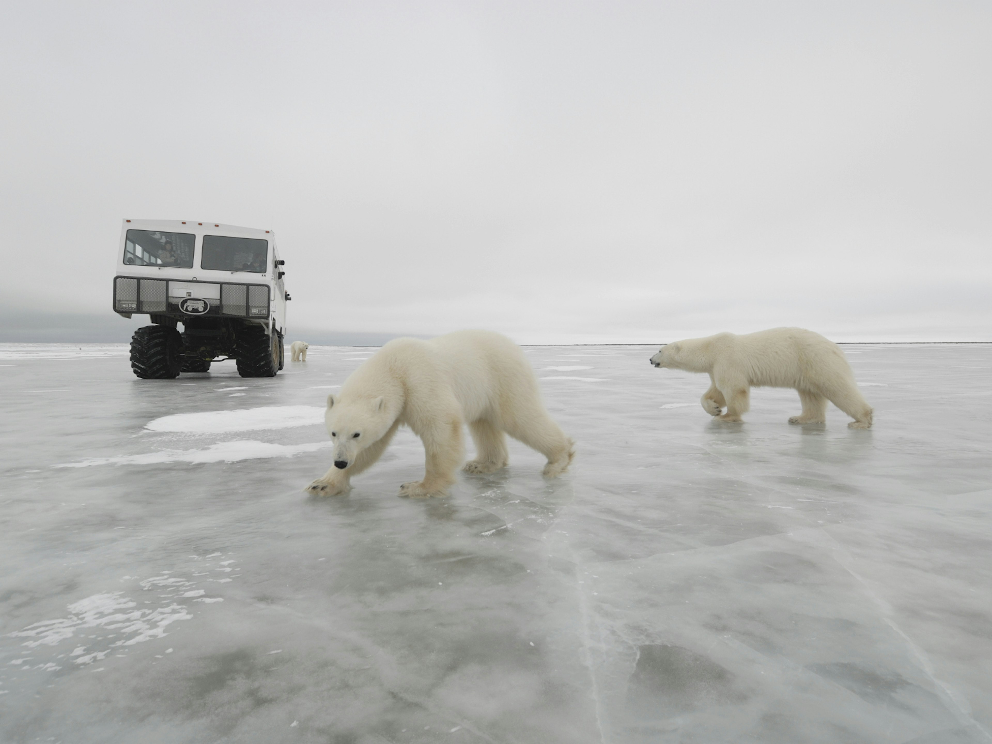 A tundra buggy, with giant thick wheels to help it navigate the icy tundra, is in the distance. Two polar bears are in the foreground, with another beyond the buggy