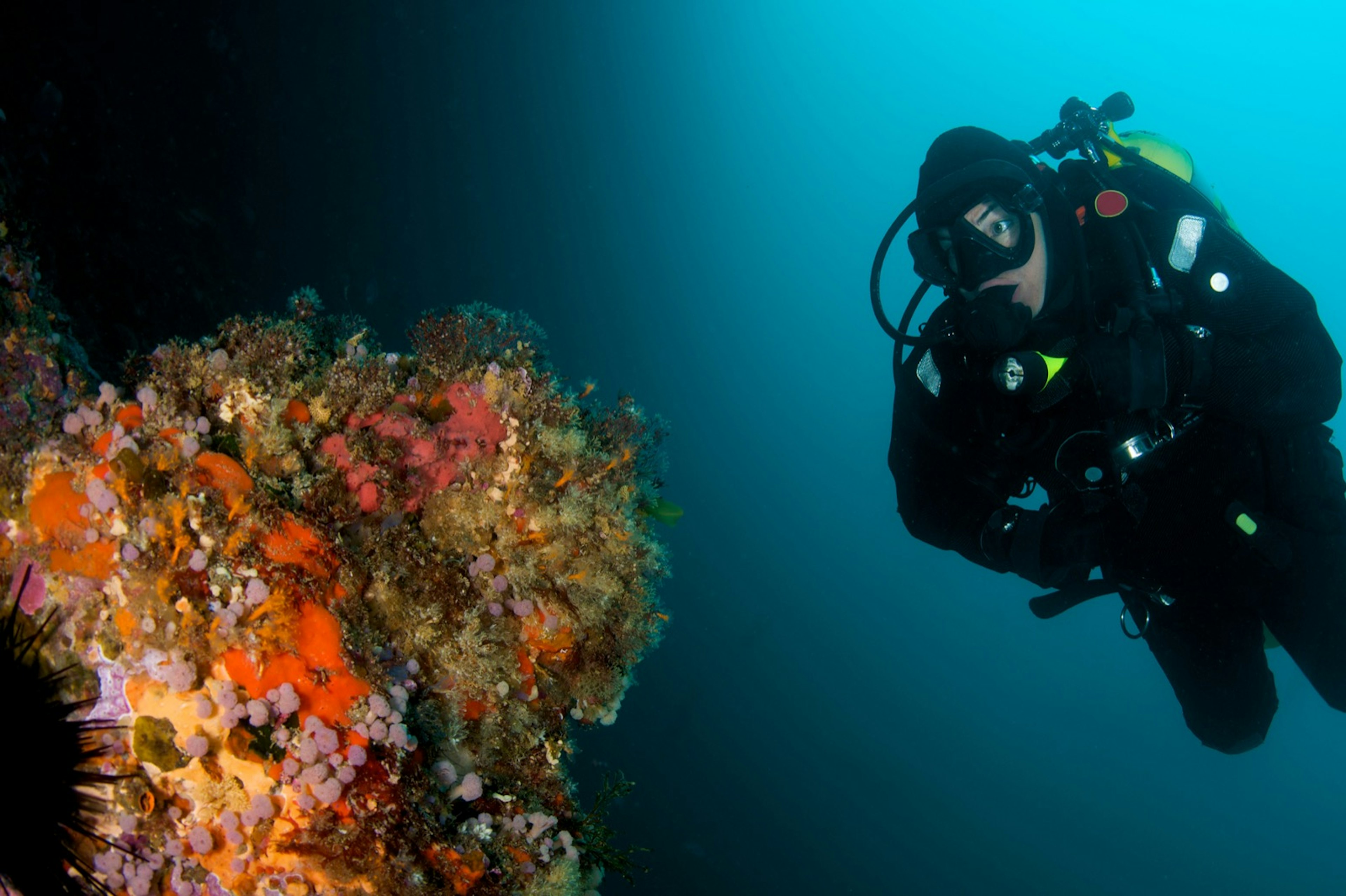 In blackish blue sea, a female diver in full scuba attire inspects an underwater pinnacle covered in bright orange, purple, green and peach colours