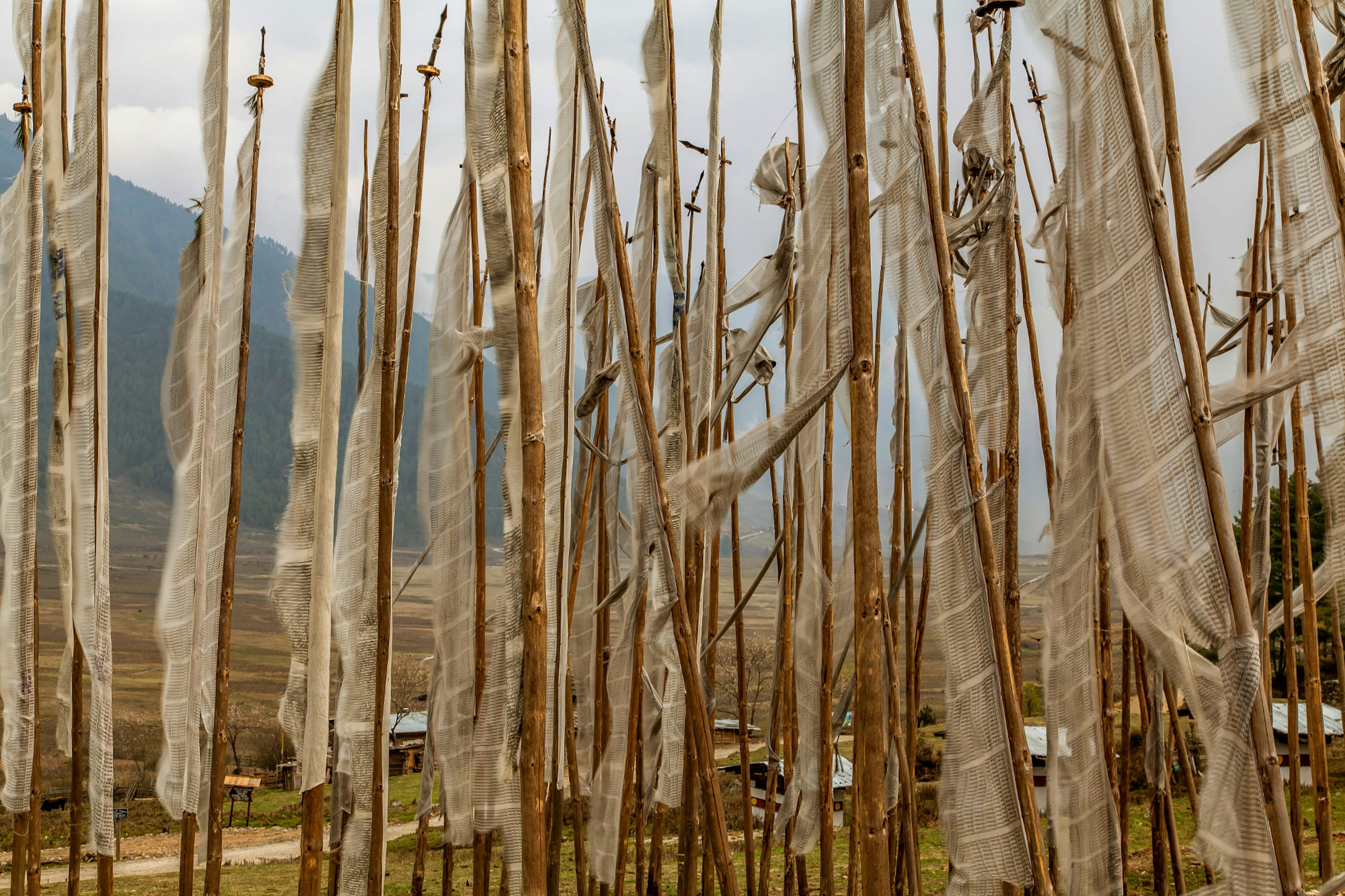 Prayer flags fluttering in Phobjika Valley.