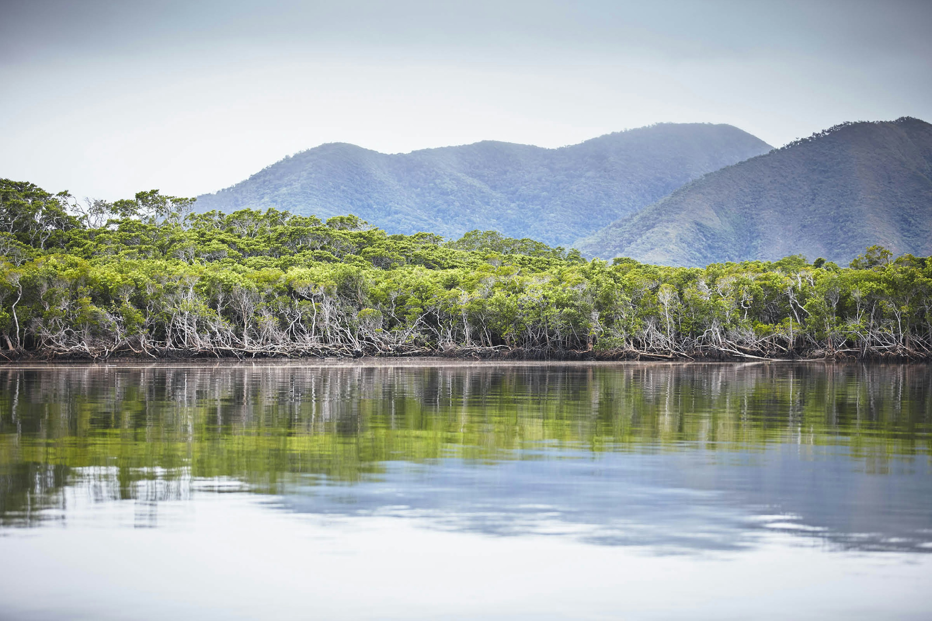 Forest reflections in the Endeavour River