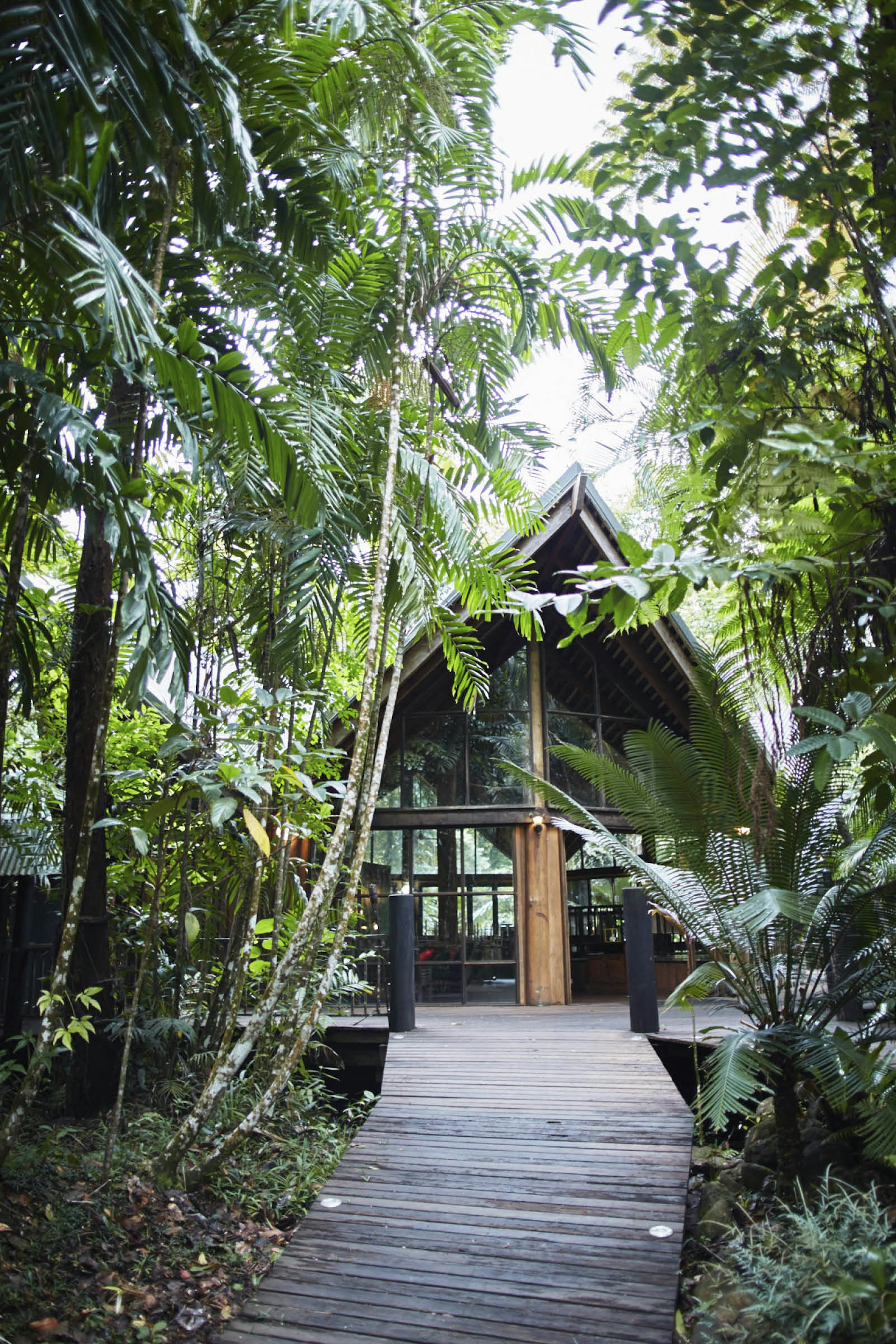 Foliage crowds in around Ferntree Rainforest Lodge