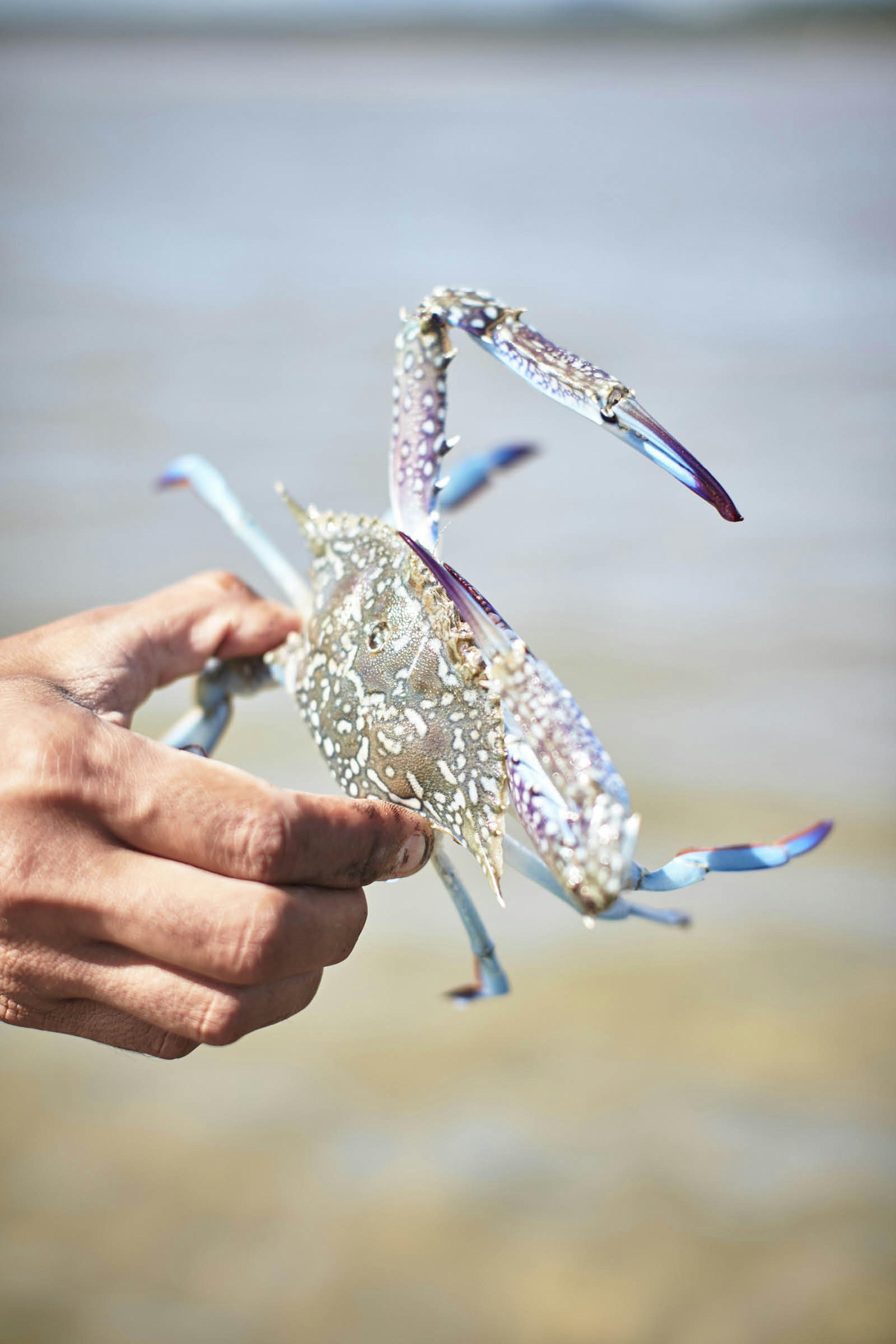 Blue claws and a spotted shell on a swimmer crab