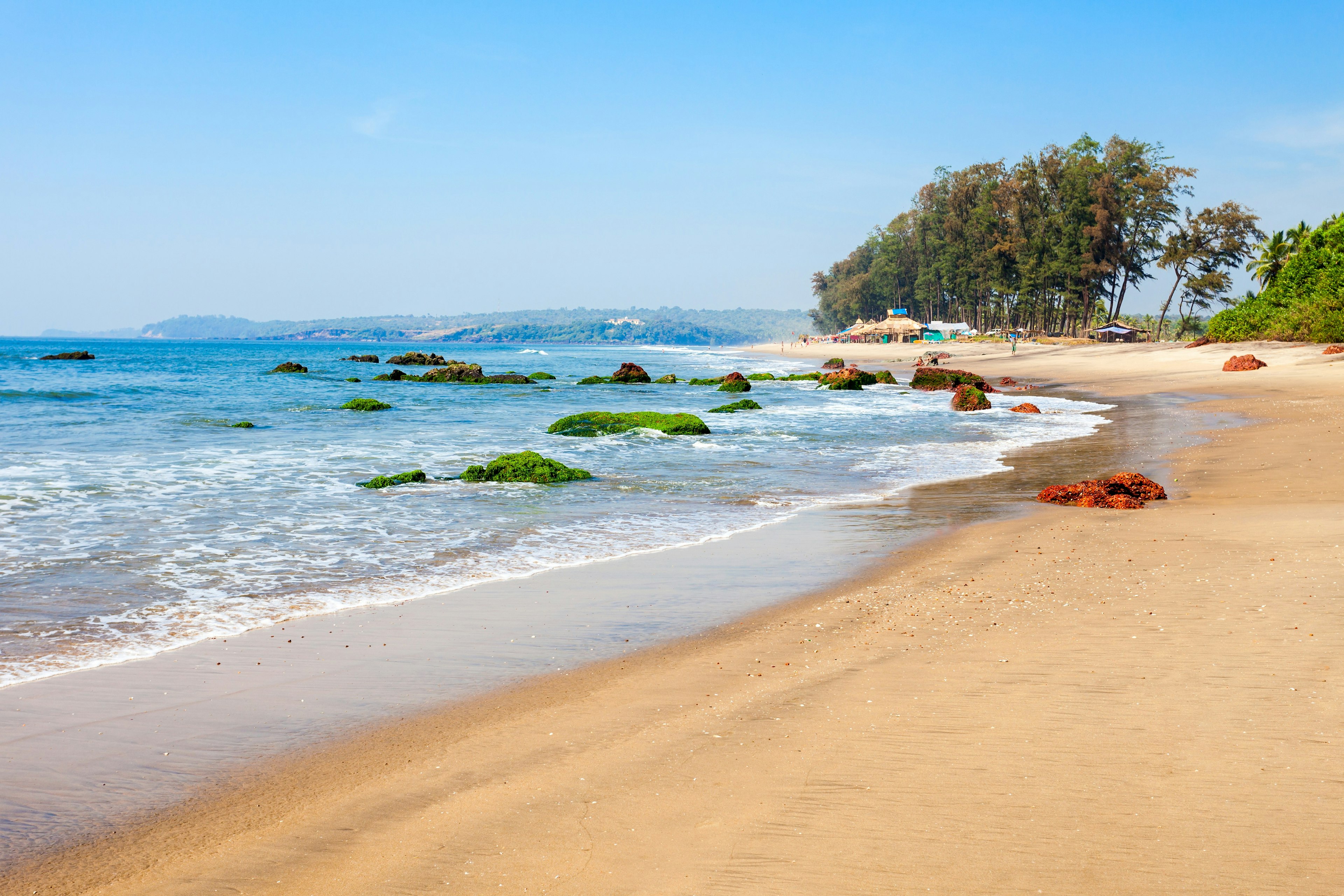 Green seaweed floats in blue water with trees bordering the edge of the beach