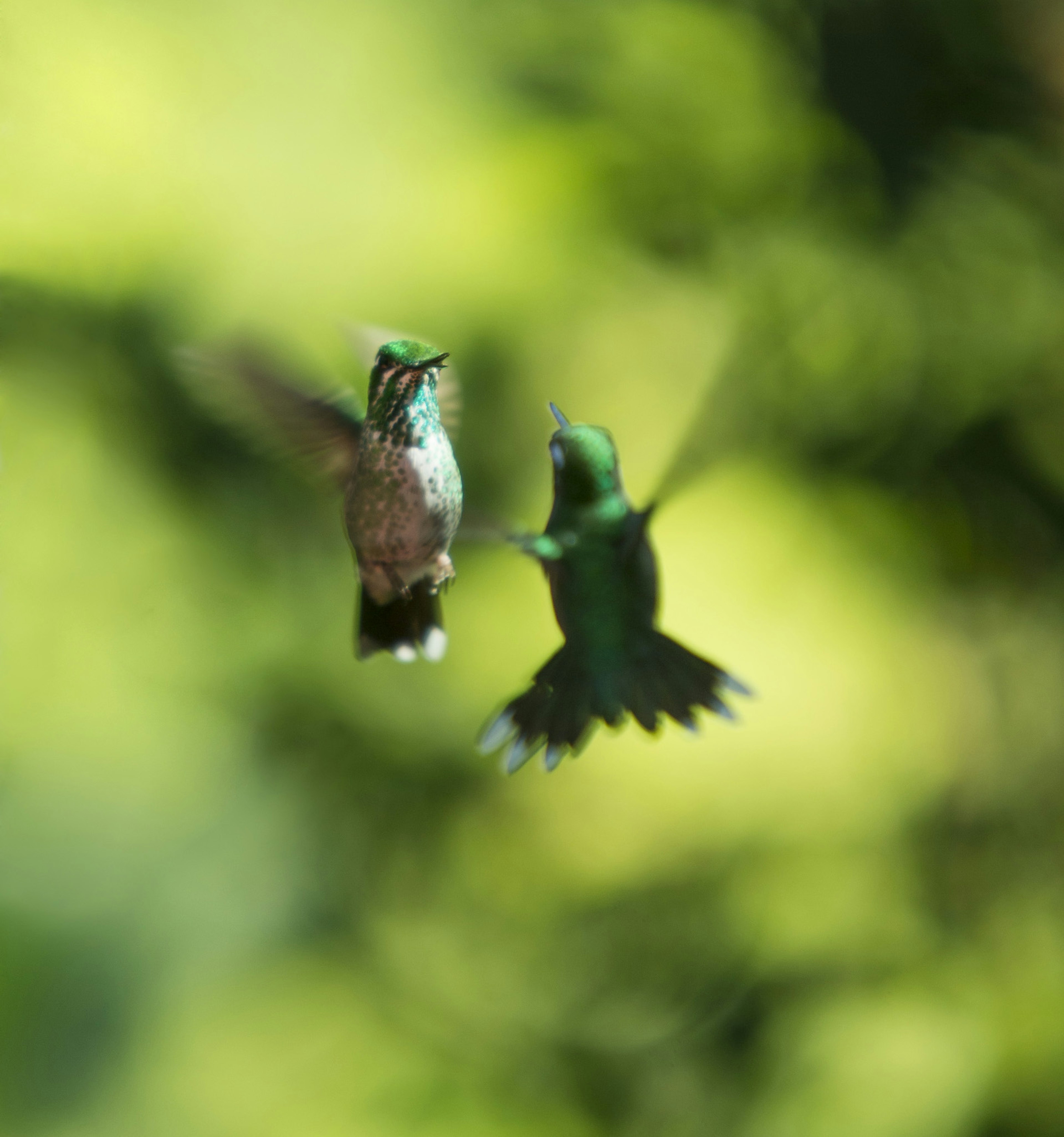 Purple-bibbed whitetip hummingbirds, a South American species, perform a courtship dance