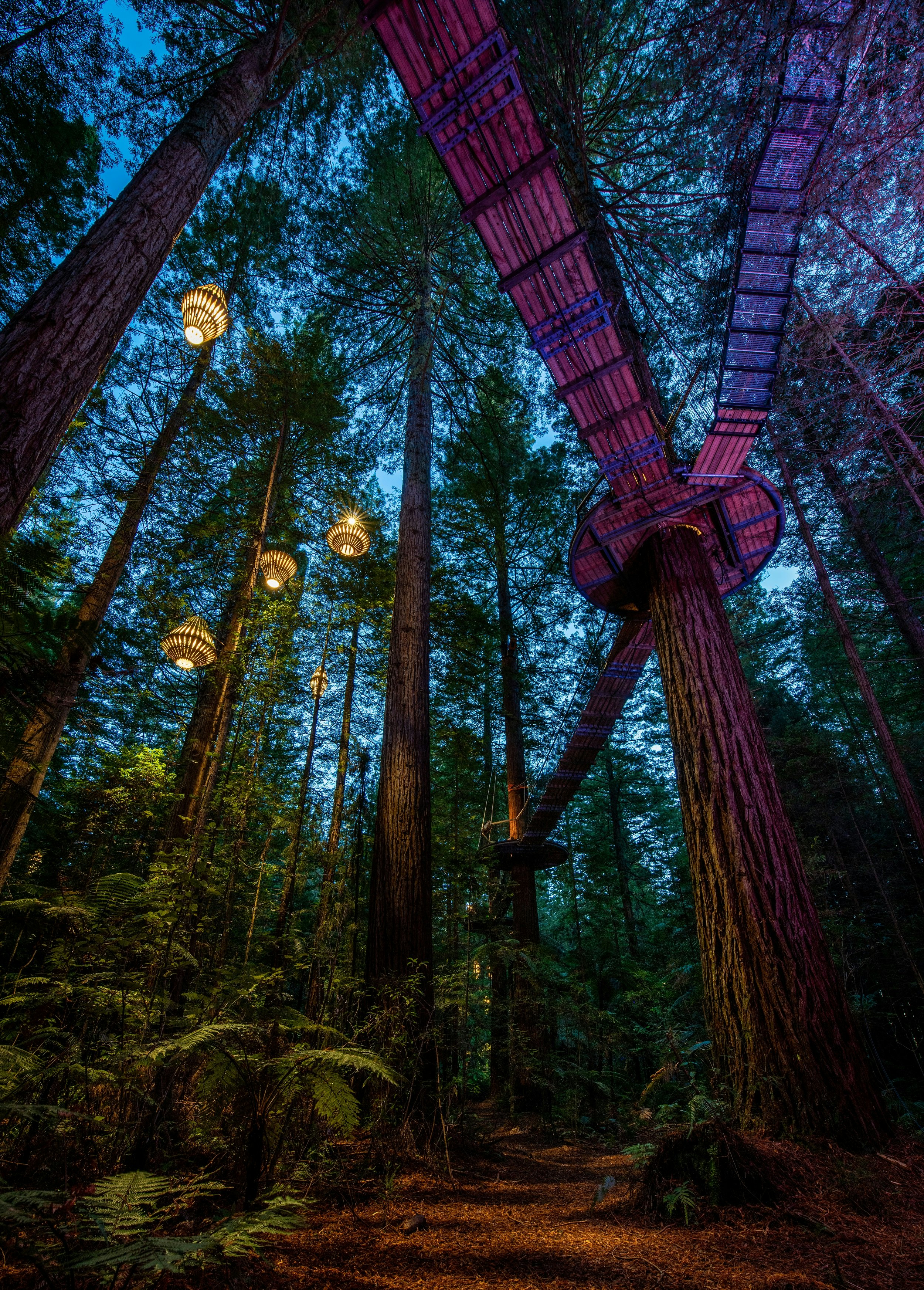 Shot from ground level, this image looks up to towering redwood trees and a series of wooden walkways linking trees high above; there are also massive lanterns hanging from trees. It has a magical quality to it, with the walkways glowing purple.