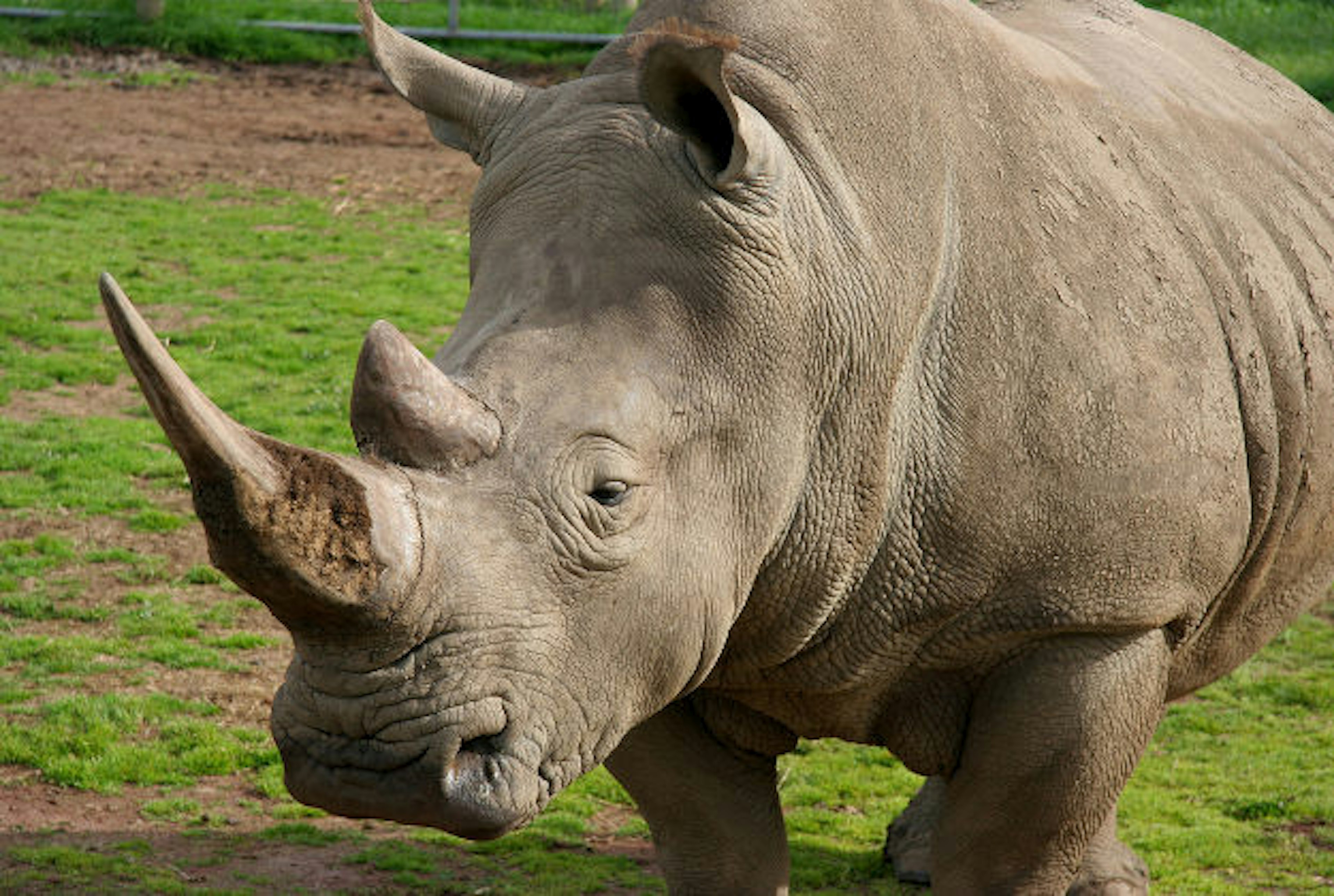 Urban rhino goes on the rampage in Nepal.