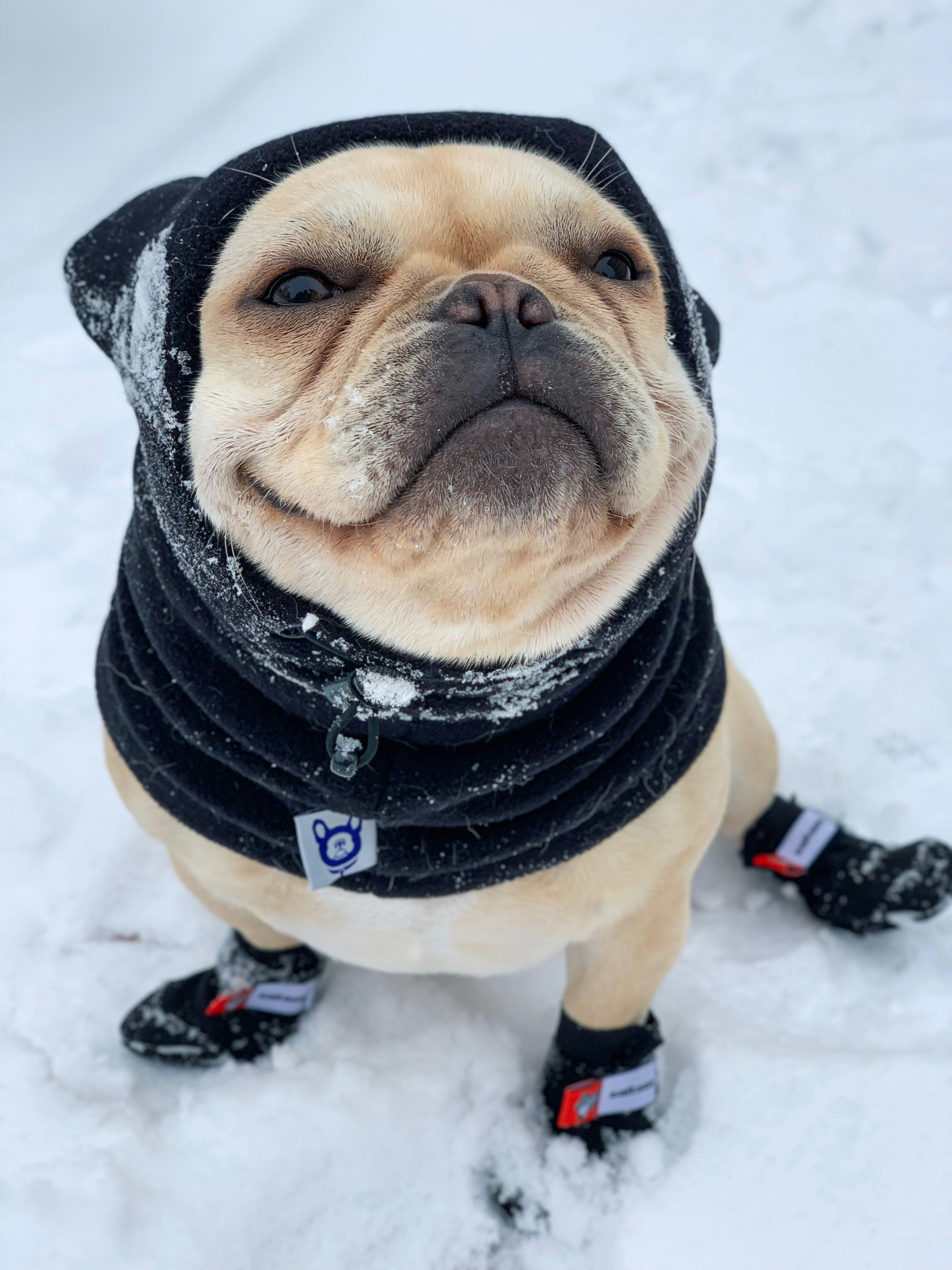 Crush the Frenchie wearing Saltsox boots in the snow