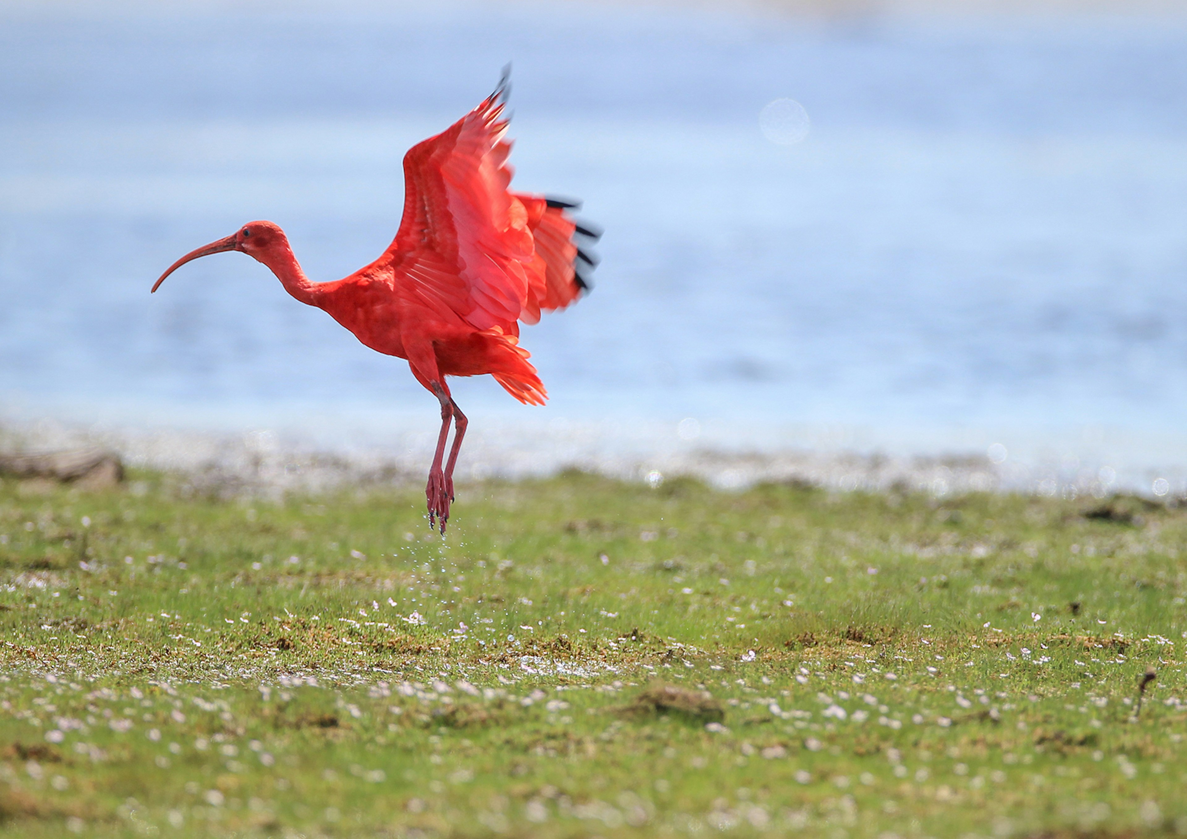 A pink bird with a long curved beak jumps off the ground, wings spread, in front of a body of water © Chantelle du Plessis