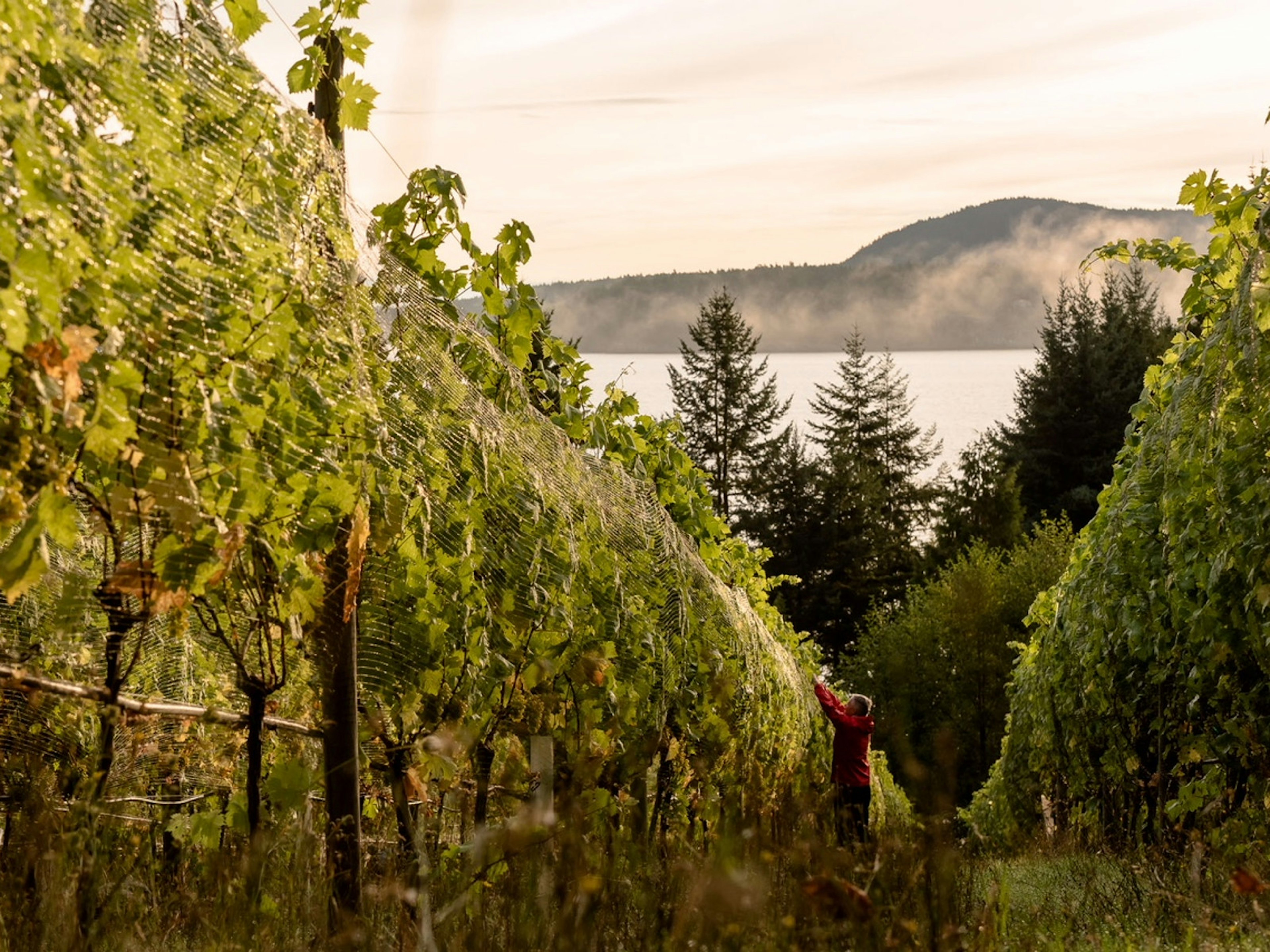 A man harvesting grapes in the incredibly lush Sea Star Estate vineyards