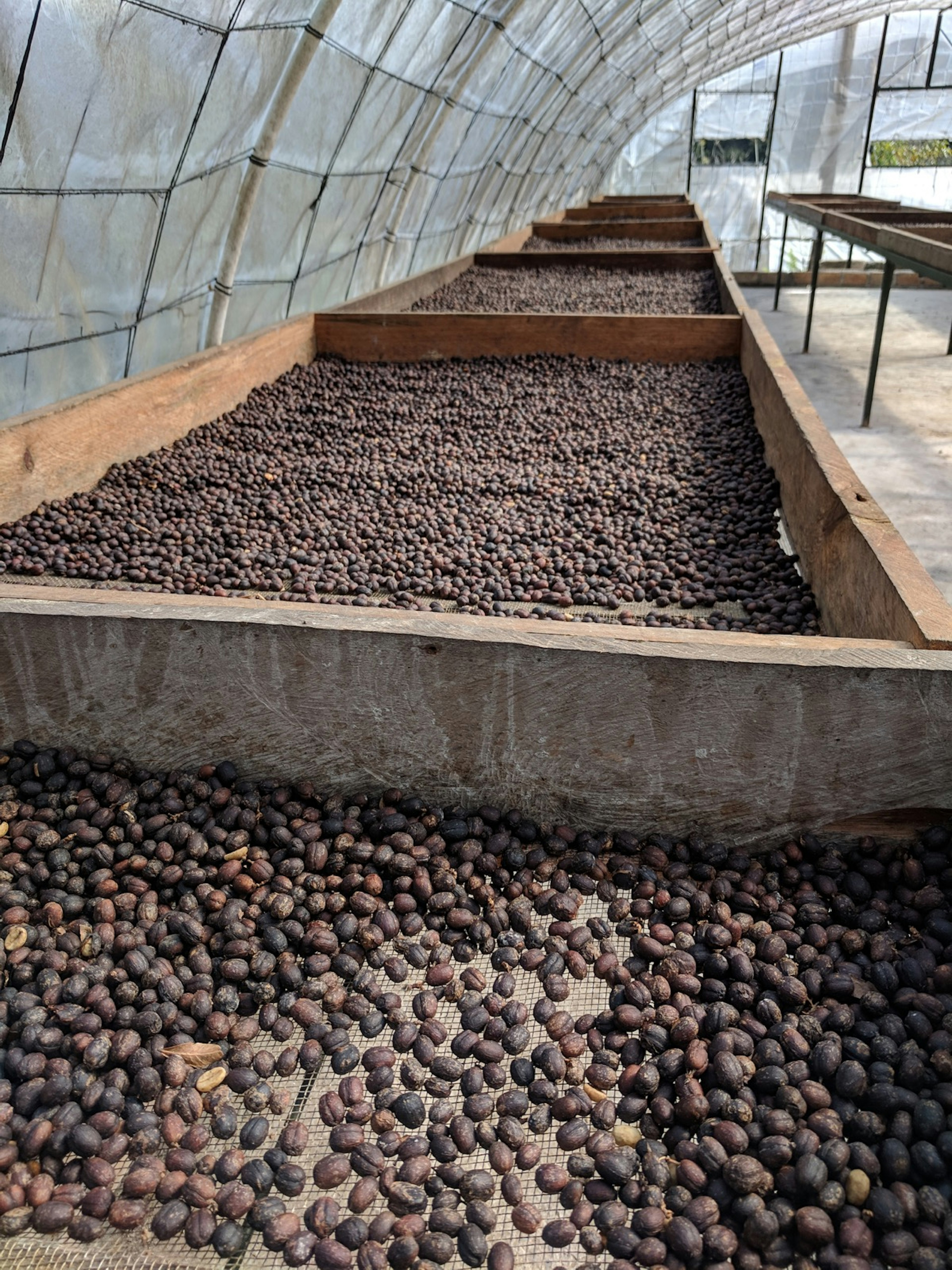 Large wooden trays hold coffee beans beneath a curving plastic greenhouse roof at Seis Valle coffee farm