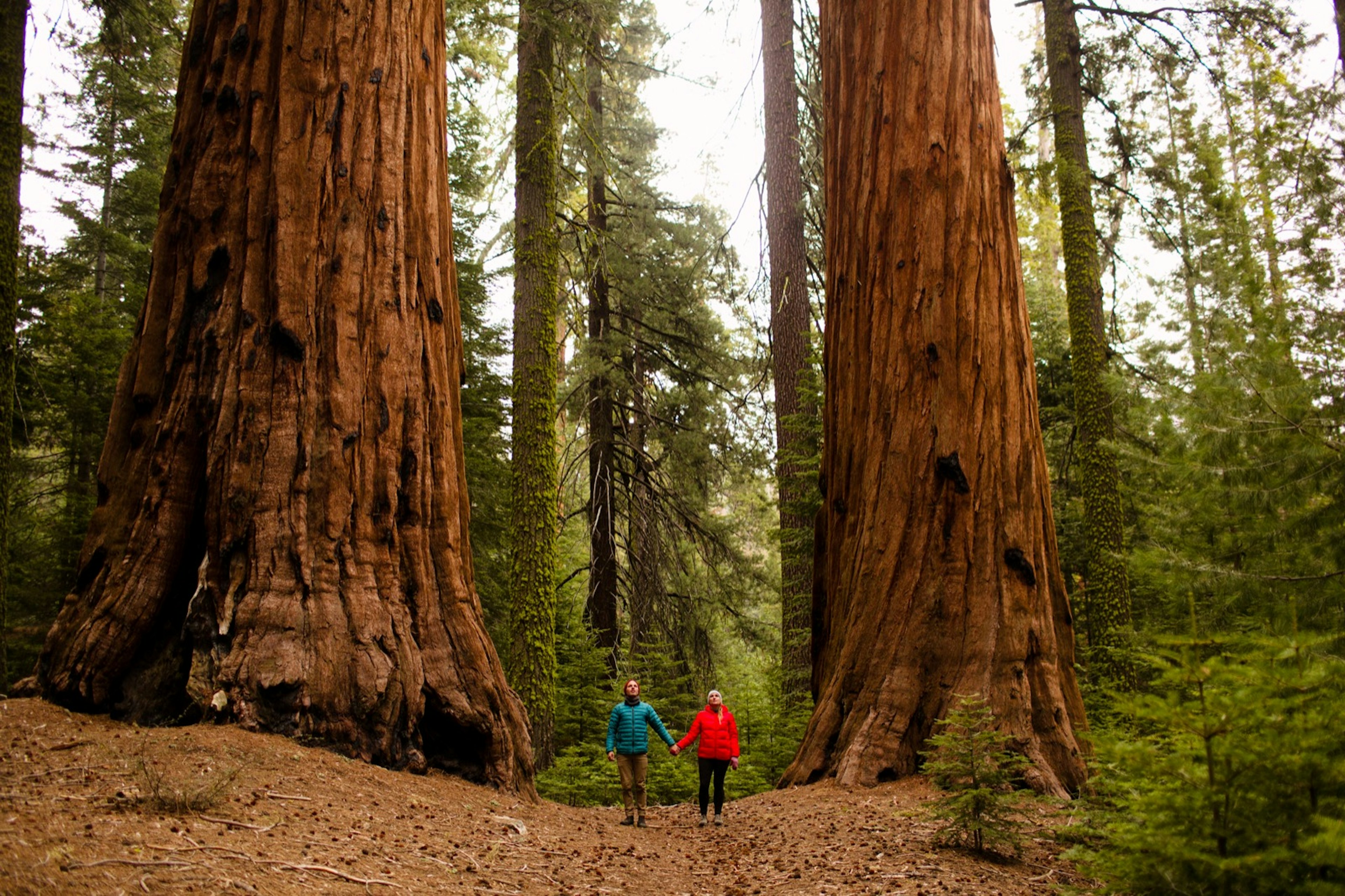 Couple walking in a giant redwood forest, Sequoia National Park, California. They're one of several supersized natural wonders in the US National Parks system