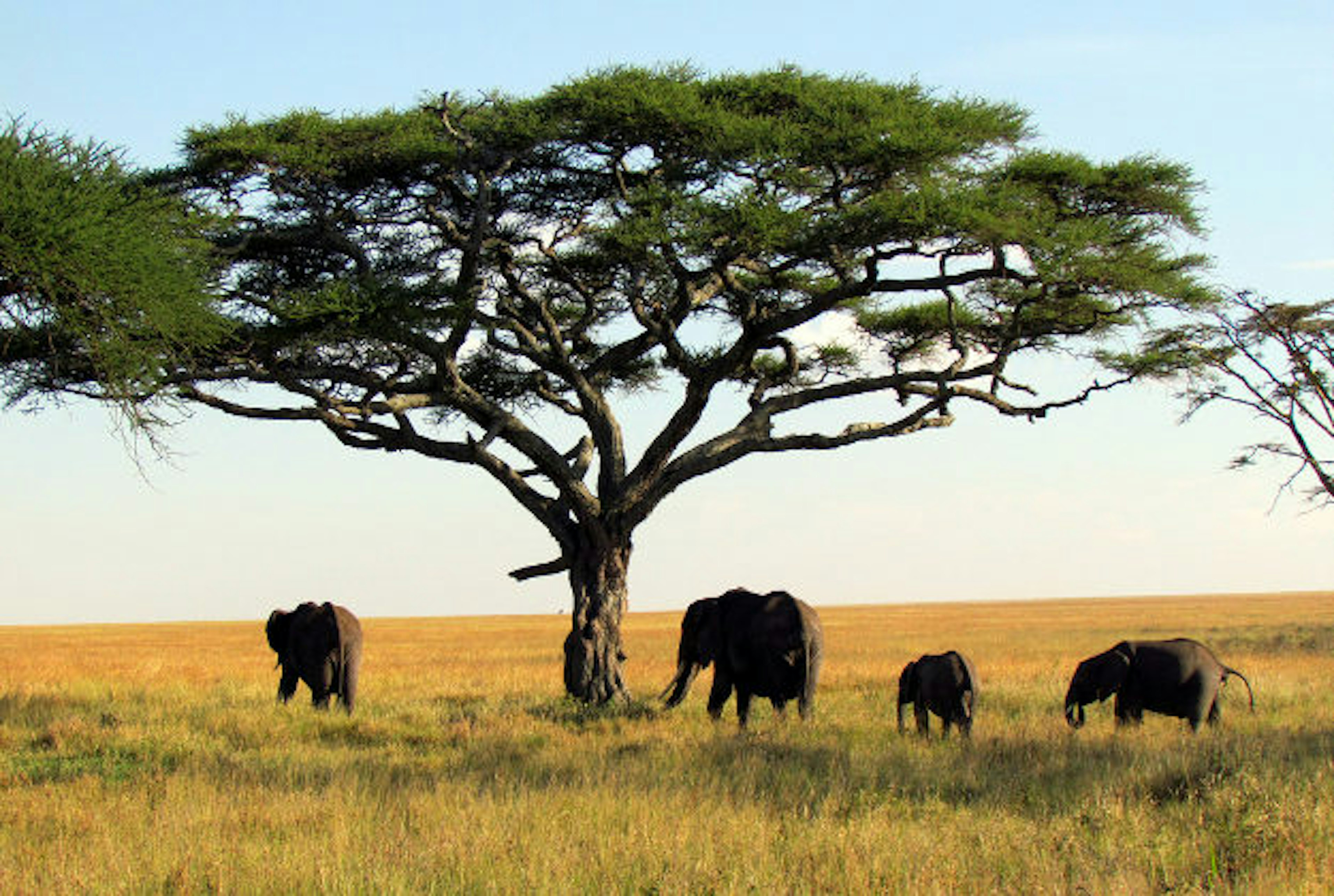 Elephants in the Serengeti National Park.