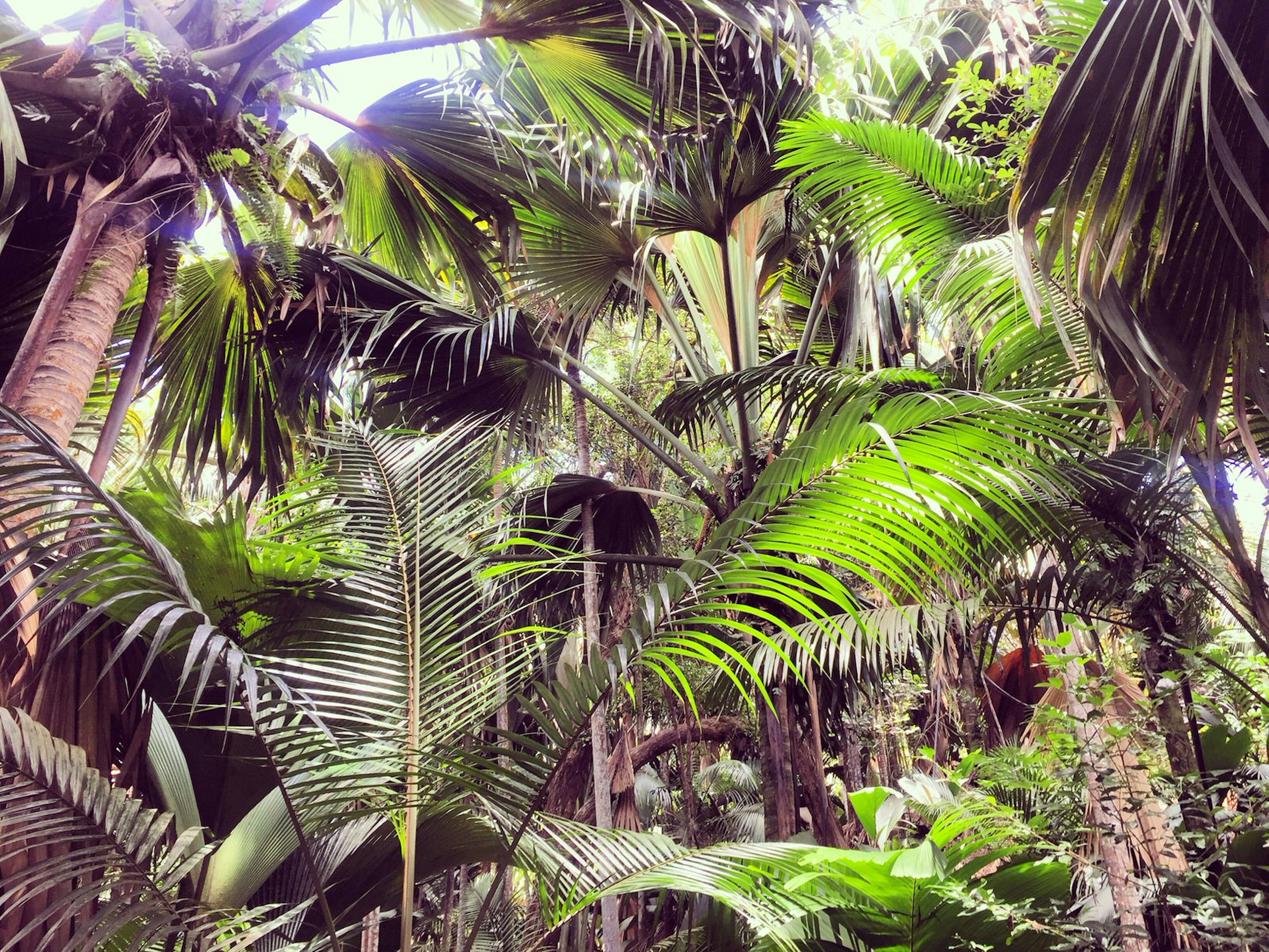 A canopy of lush palms, in varying shades of green, fills the sky when standing on the rainforest floor © Matt Phillips / ϰϲʿ¼