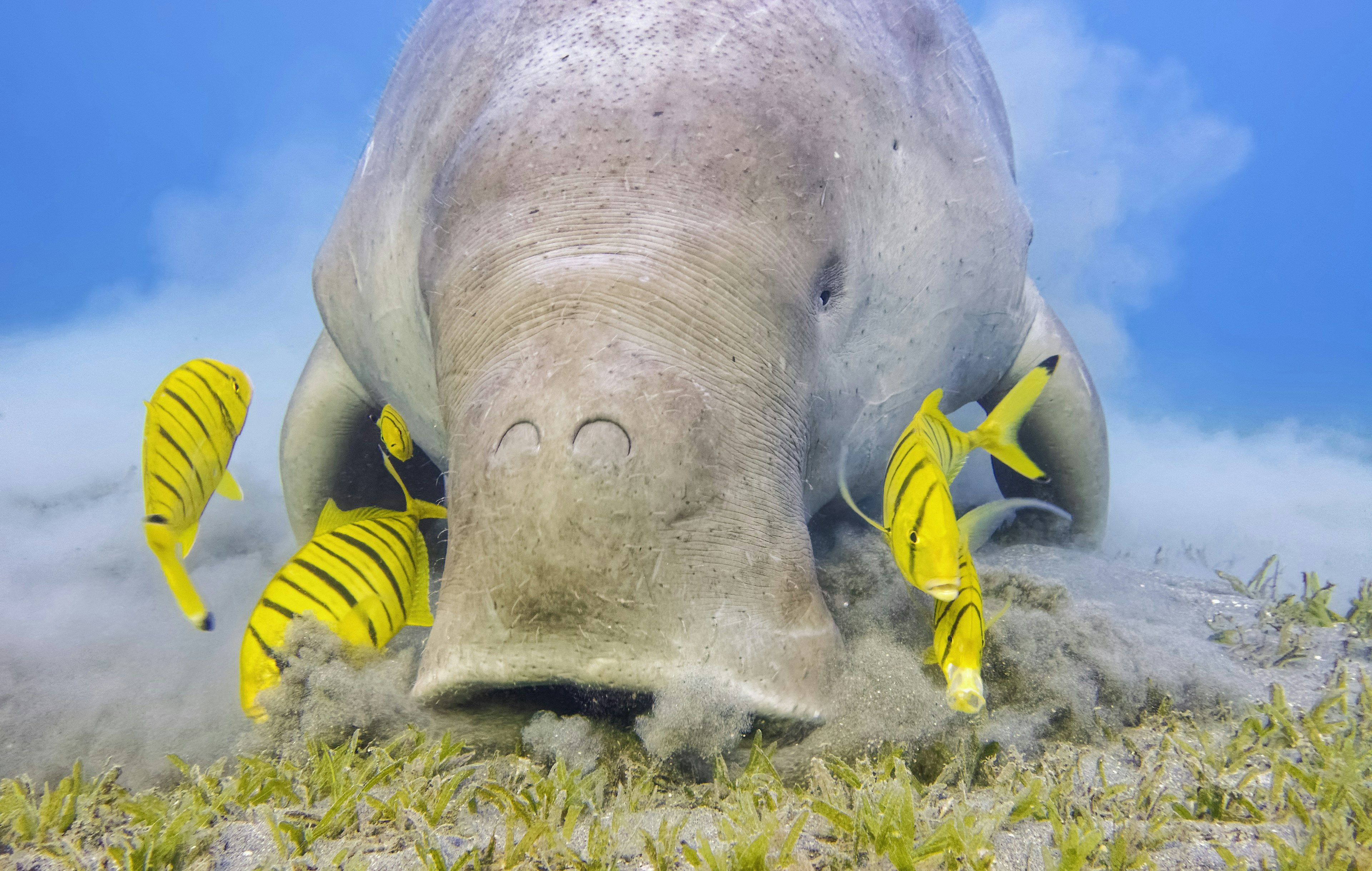 A medium-sized marine mammal, that is long and grey, with a dorsal fin, flippers and large snout, snuffling on the sandy bottom of the sea