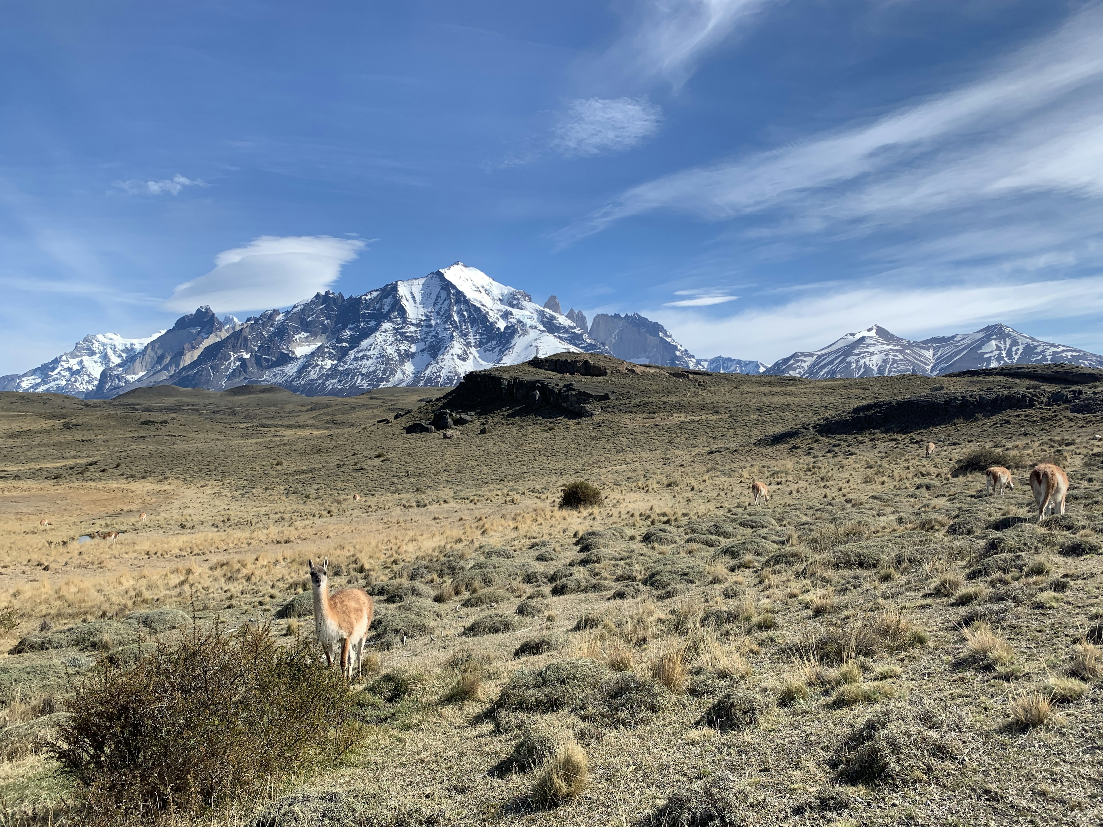 A guanaco on a prairie.JPG