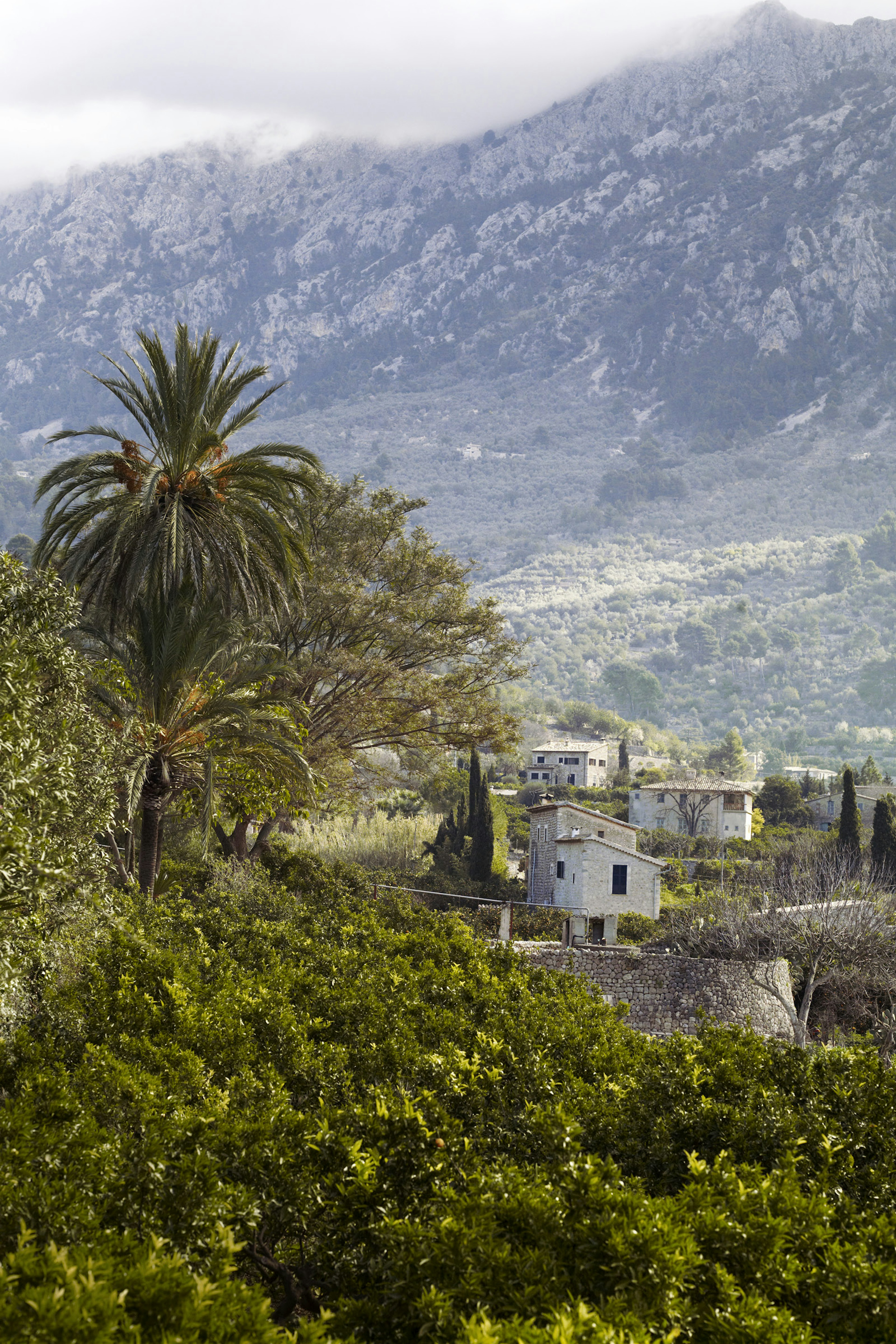 Palms among the orchards in the lower reaches of the mountains