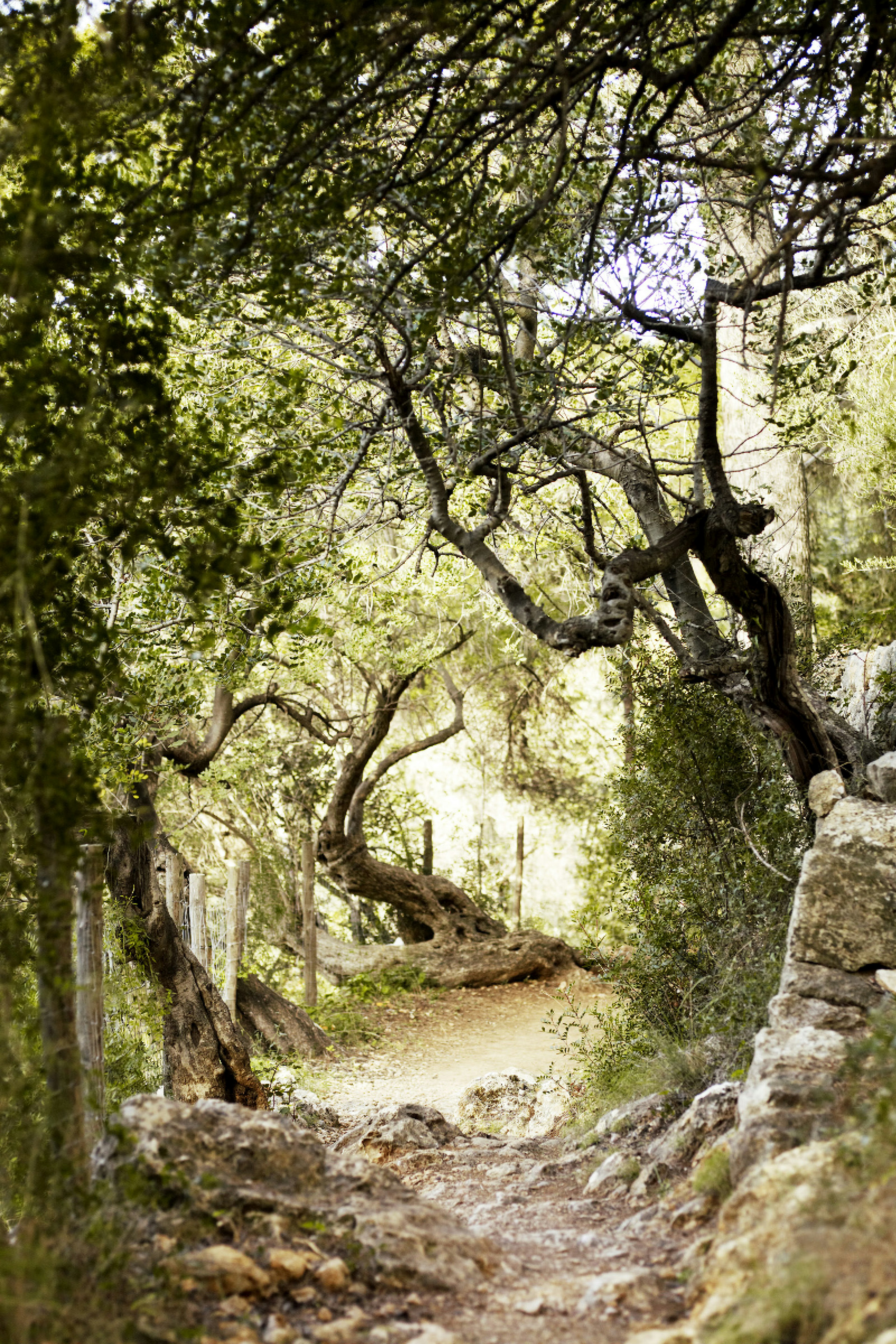 A walking path curves between contorted trees