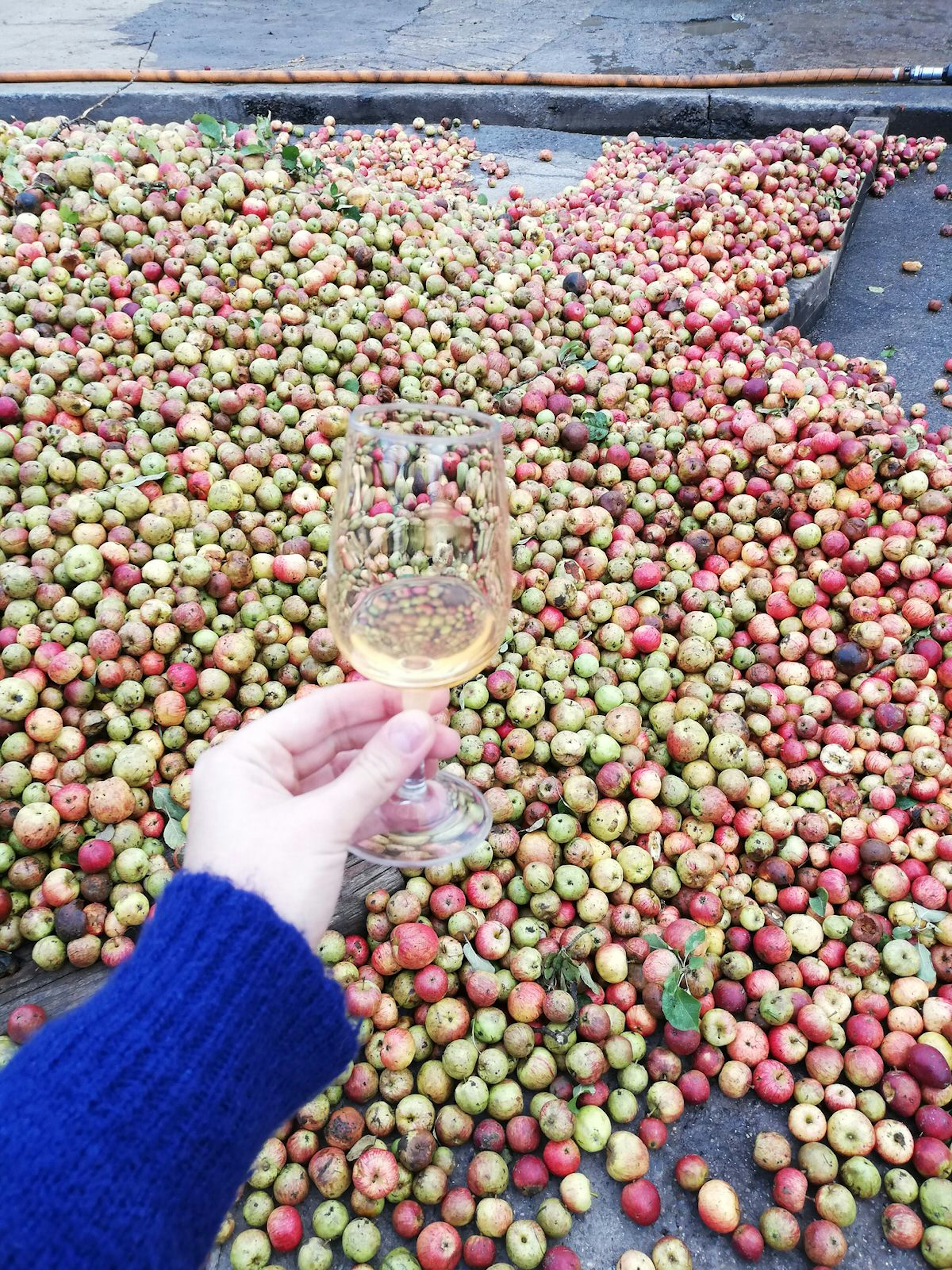 A hand holding a brandy glass with some amber-hued liquid in the bottom in front of a huge pile of apples