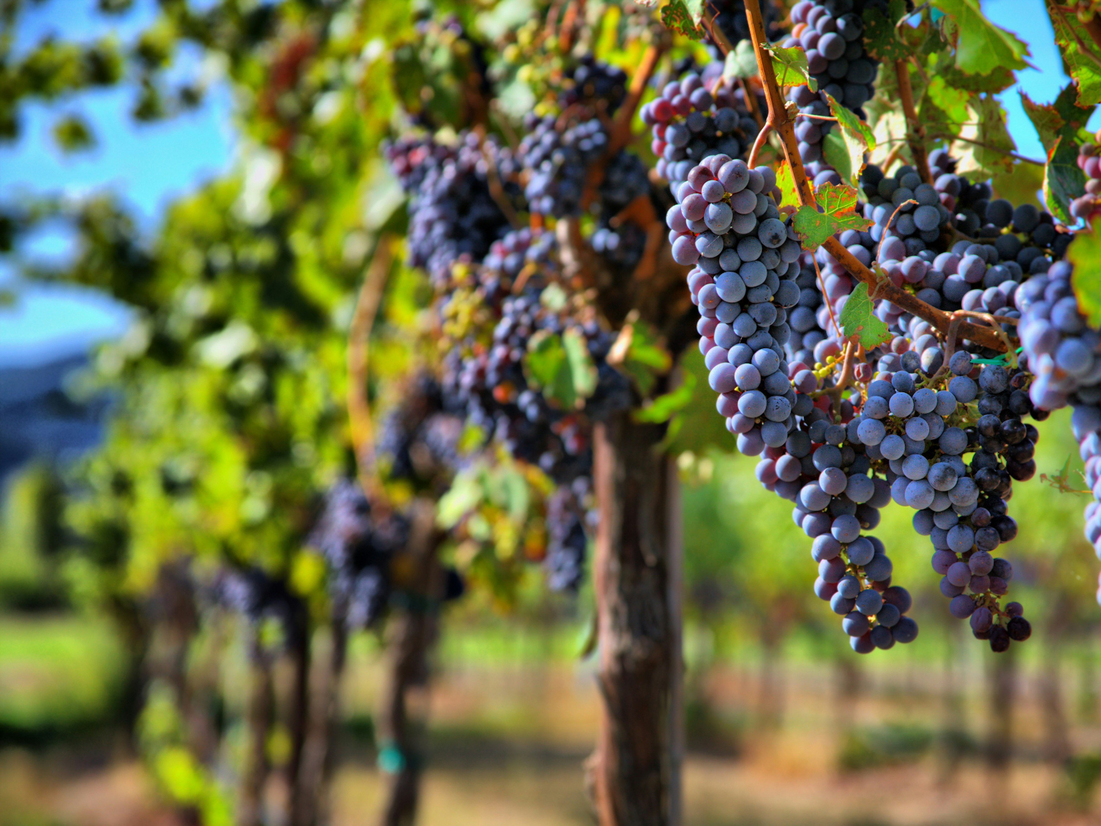 Grapes growing on a vine in Sonoma Wine Country