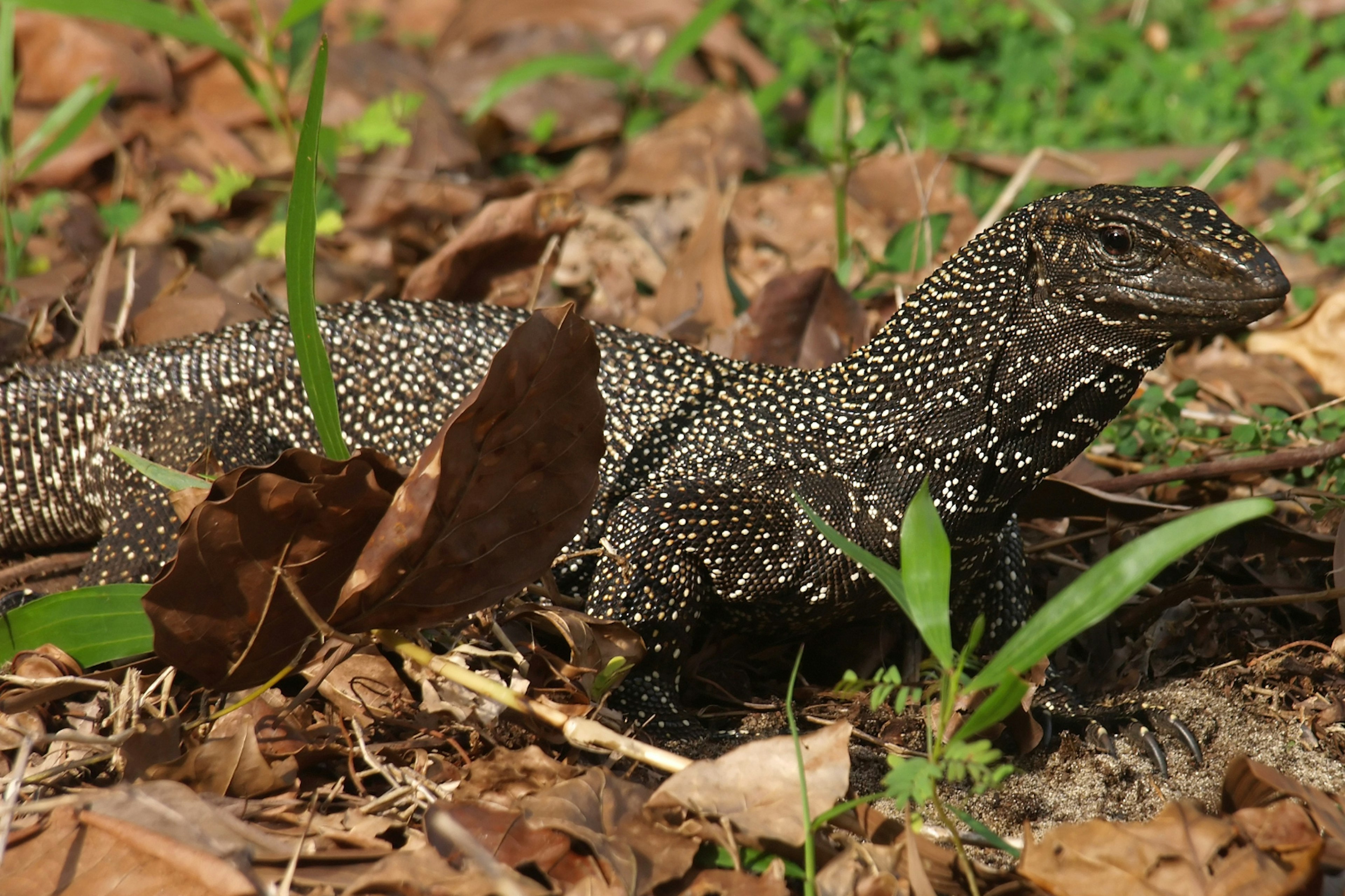 Spot onitor lizards on a hike through the jungles of Tioman island © Ignacio Palacios / Getty Images