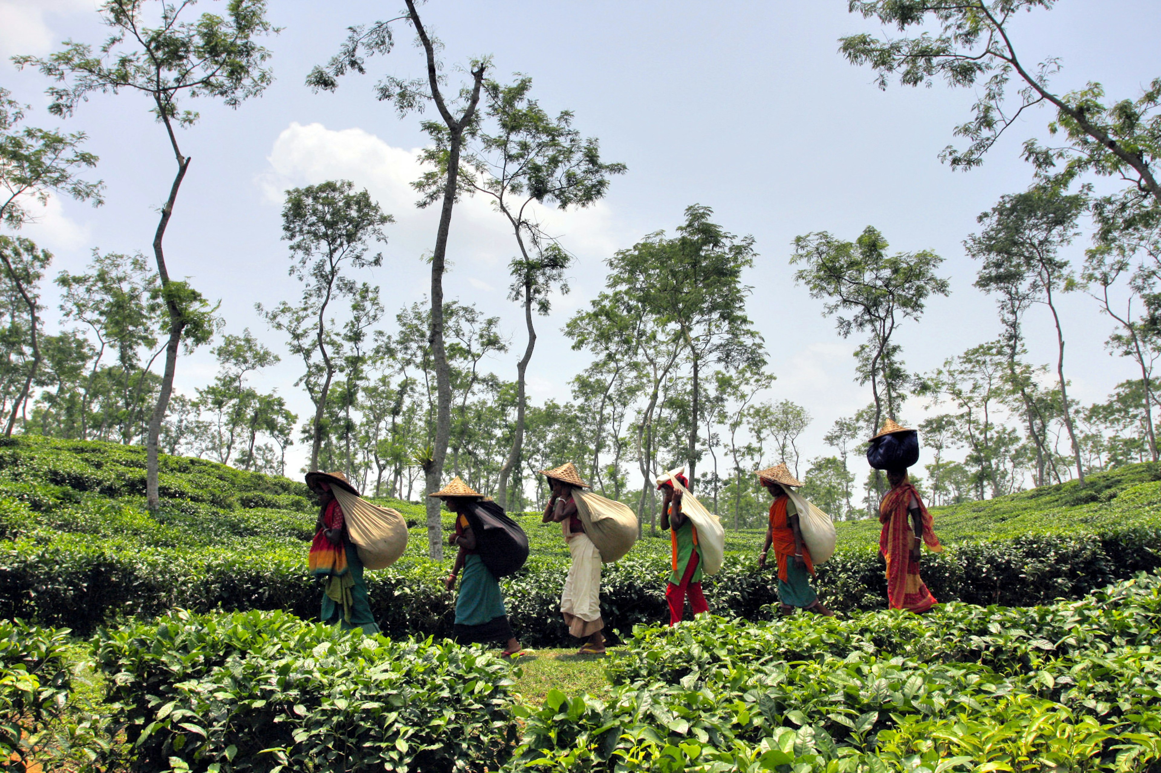 Tea-pickers walking through the tea plantations of Srimangal