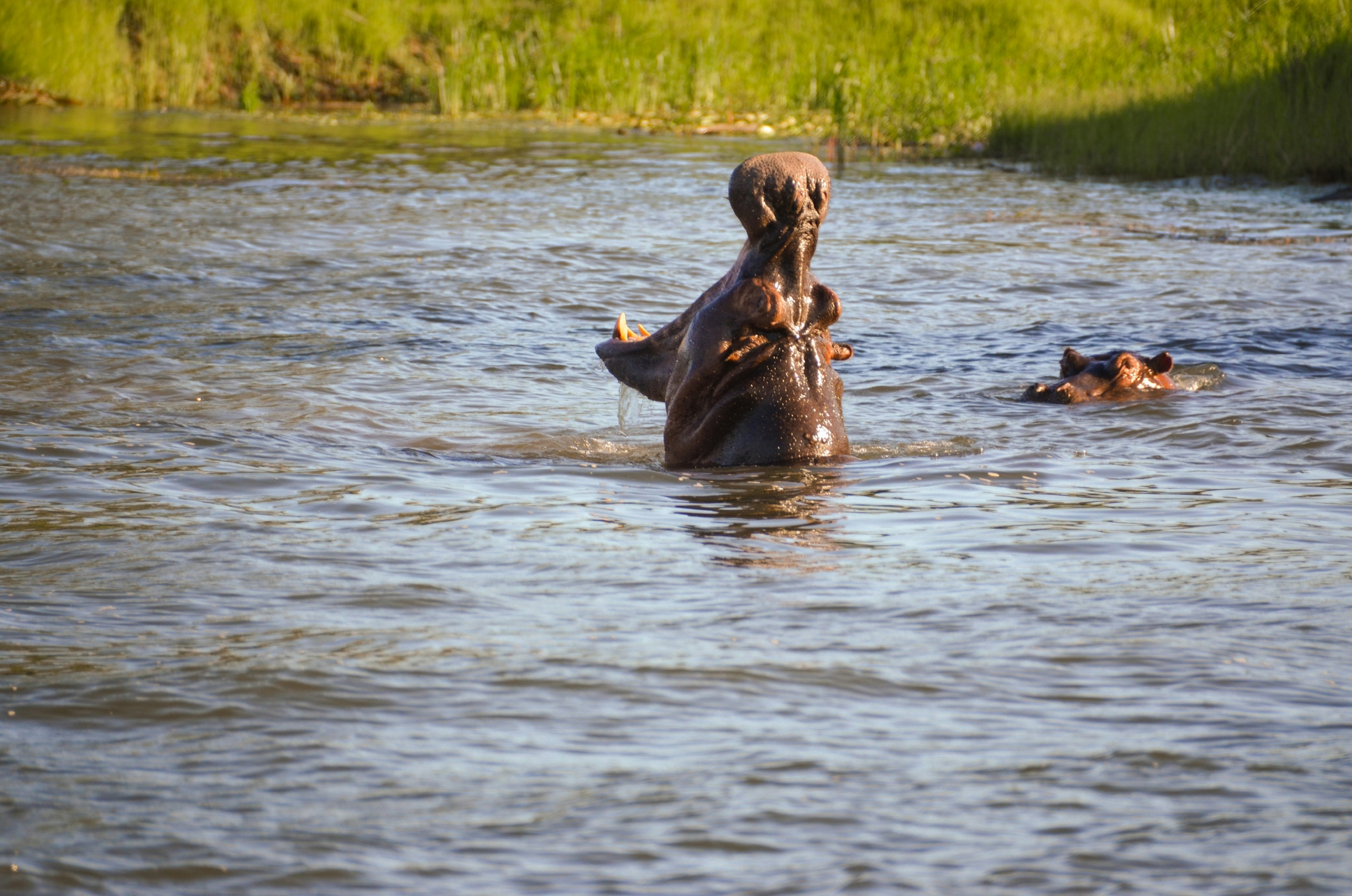 A hippo, with mouth agape and facing skyward, protrudes from the waters of the Zambezi River