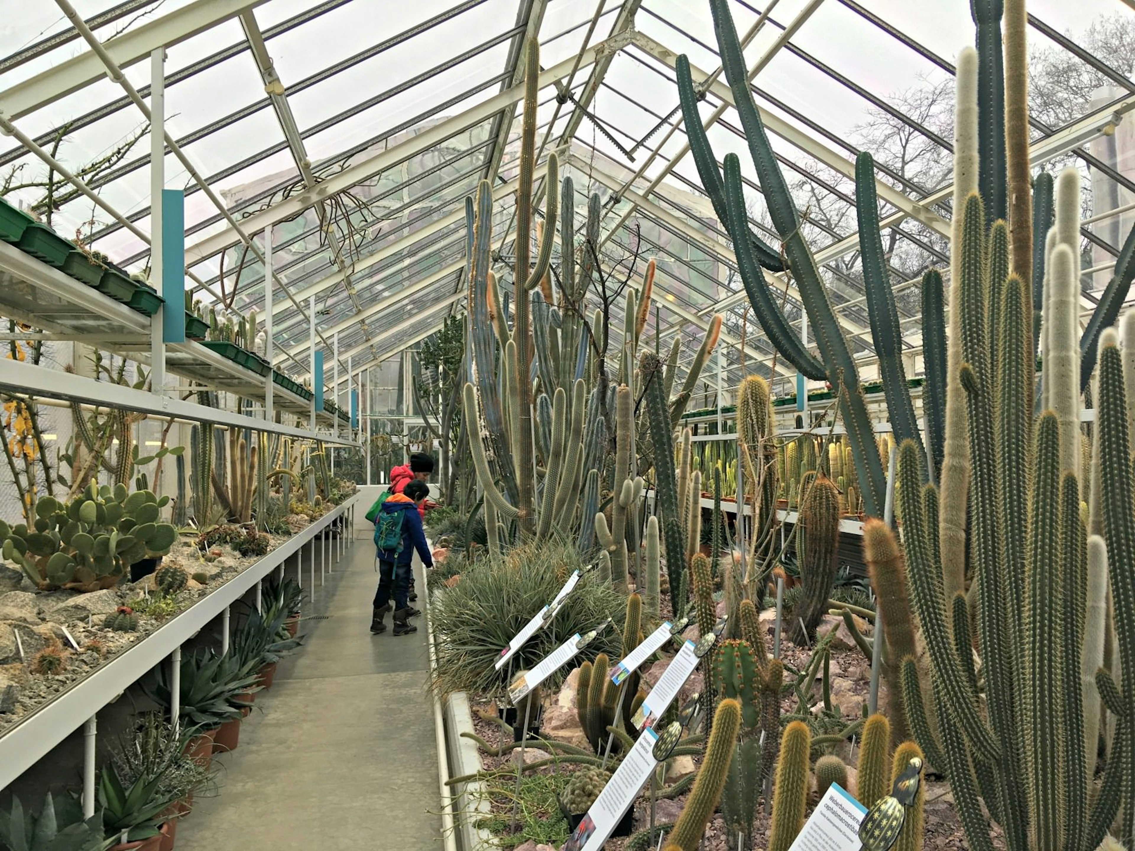 Two people look at giant cacti at the Succulent Plant Collection in ü, Switzerland