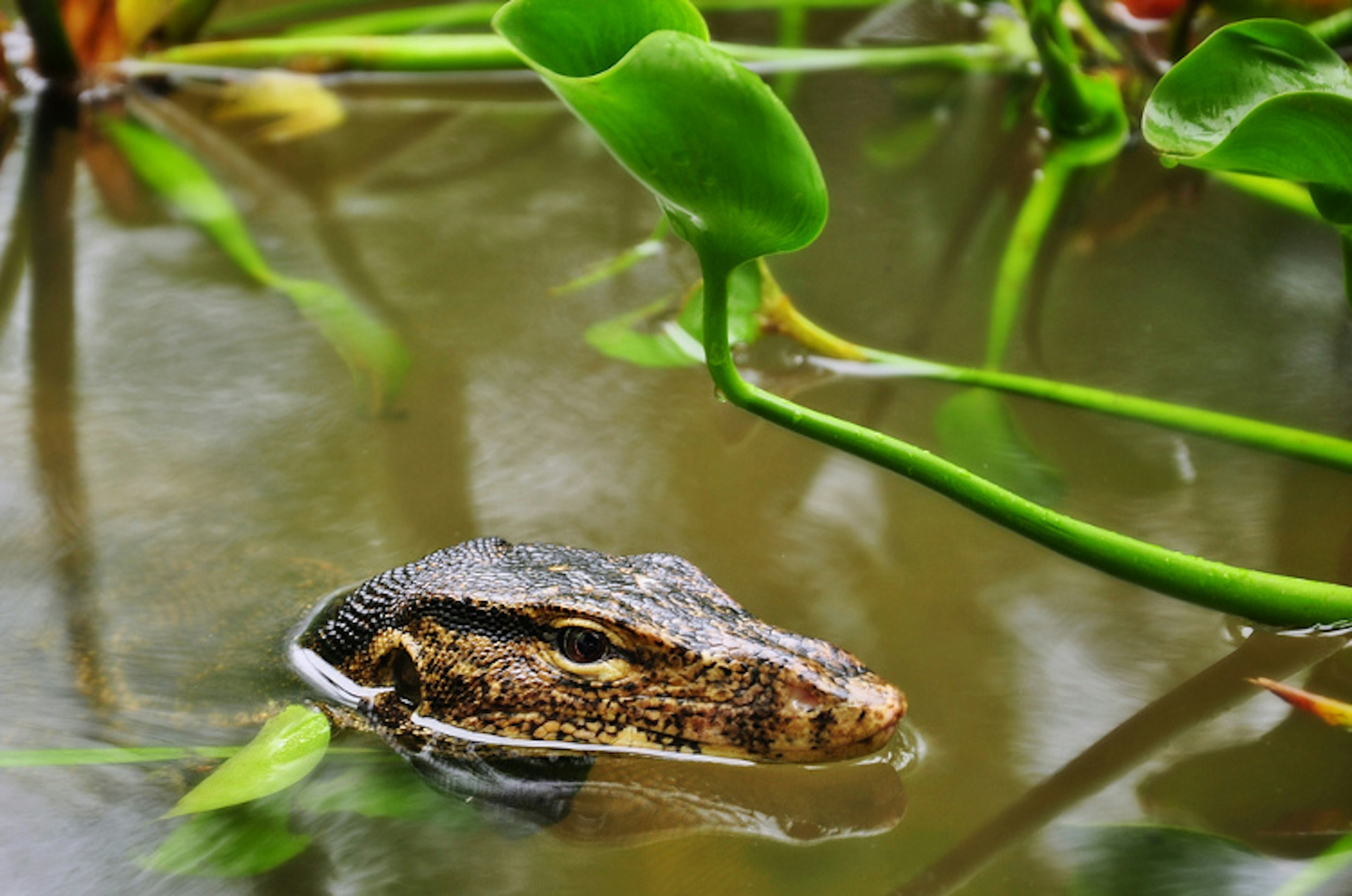 Sungei Buloh Wetland Reserve, Singapore. Image by Schristia CC BY-SA 2.0