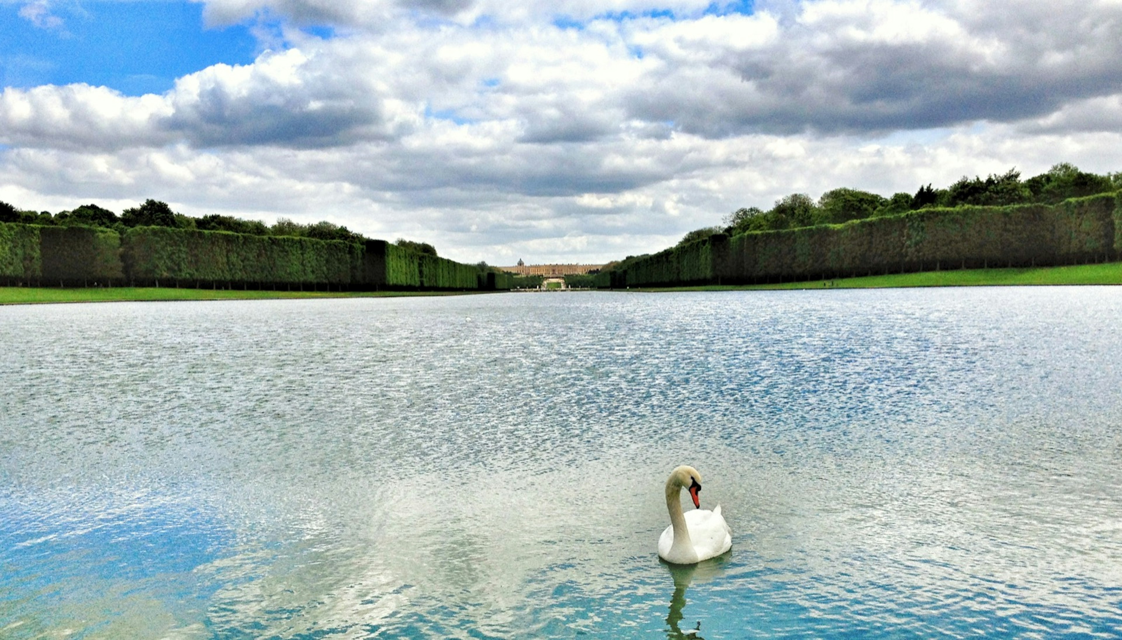 A white swam swims alone on a pond in front of Versailles