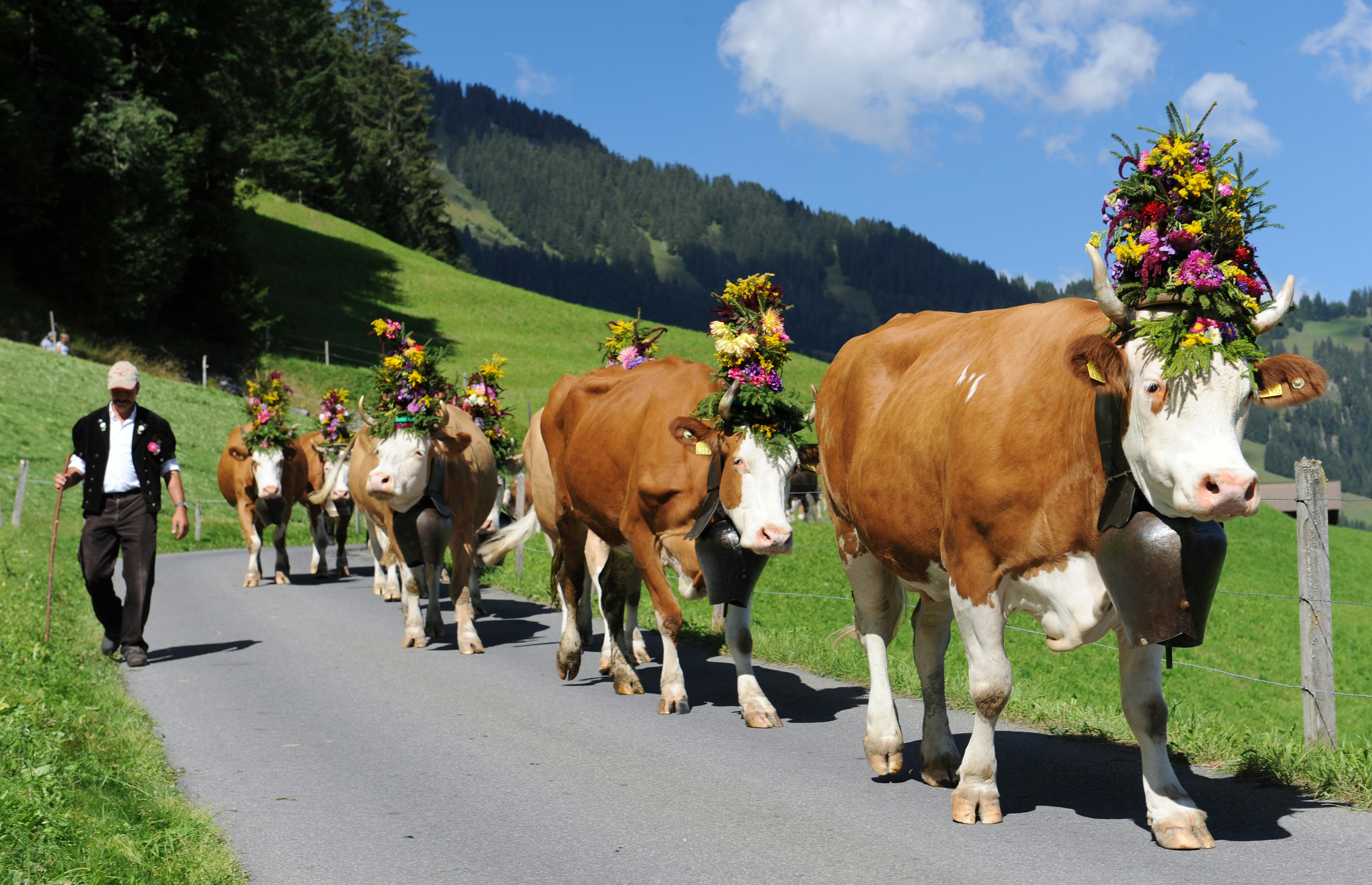 Celebrating Swiss cows descending the mountain