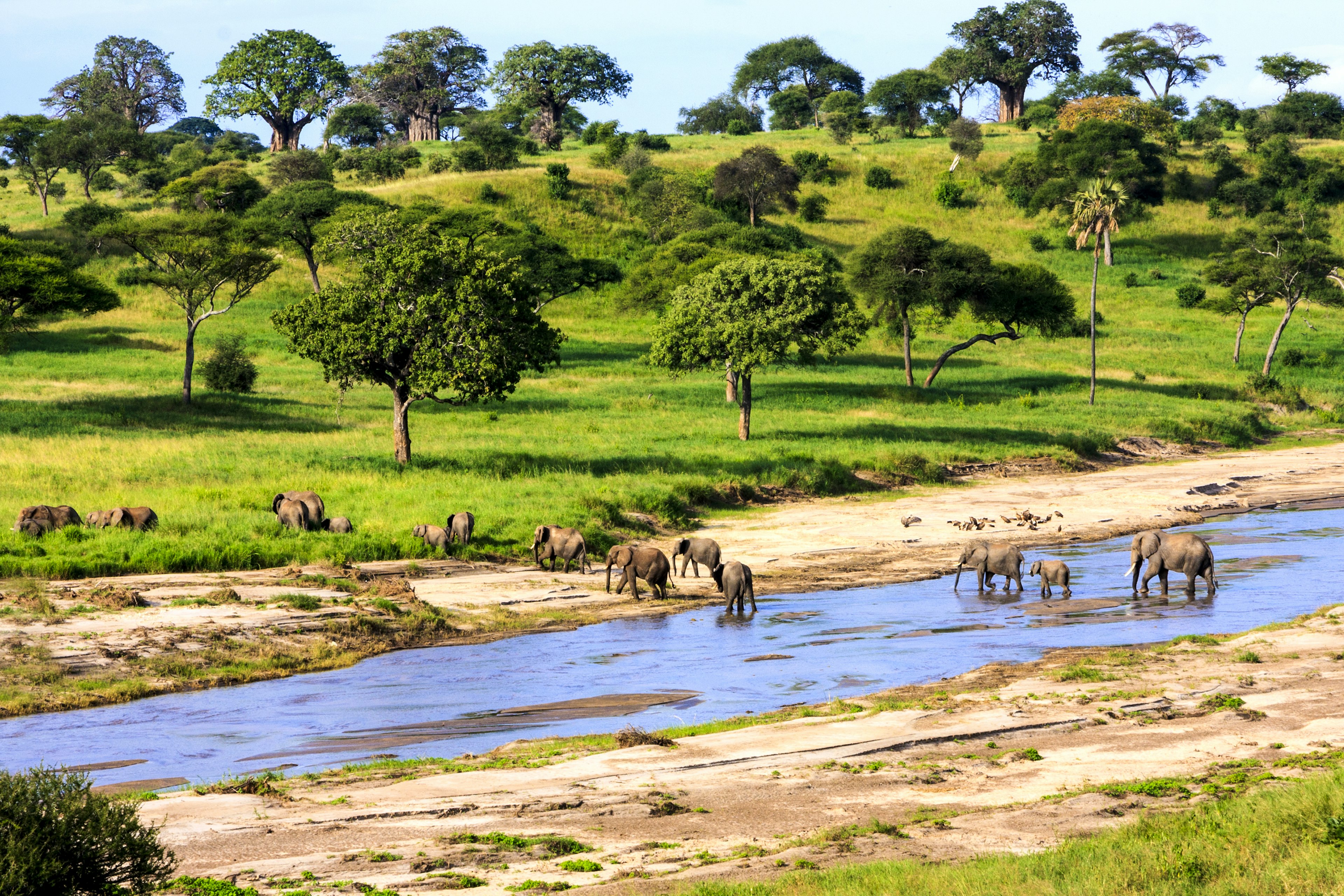 Elephants cross the river in Serengeti National Park, Tanzania; women adventure travel