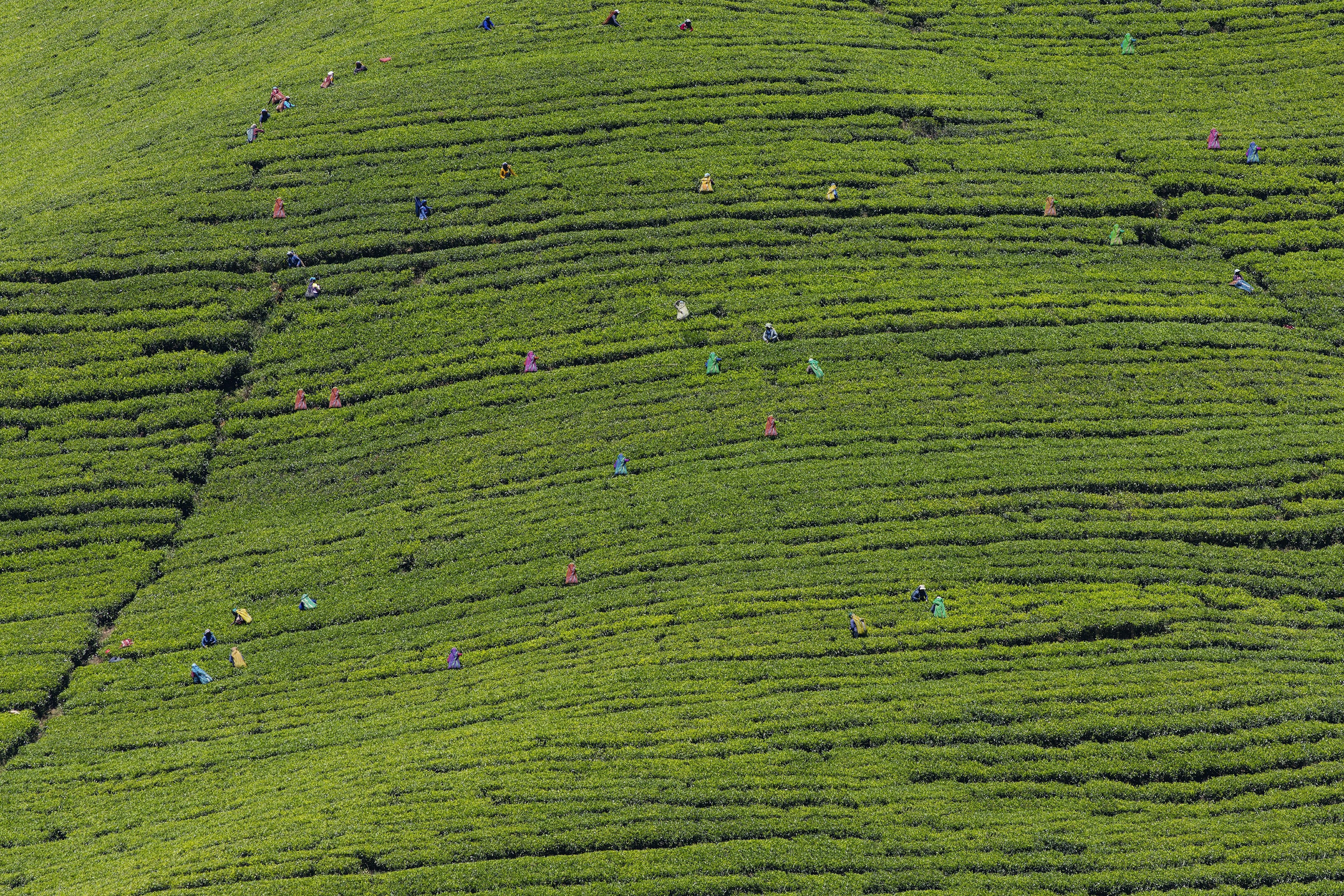 Tea pickers working in a tea plantation in Sri Lanka. Though small, the workers stand out against the green fields due to their colourful saris.