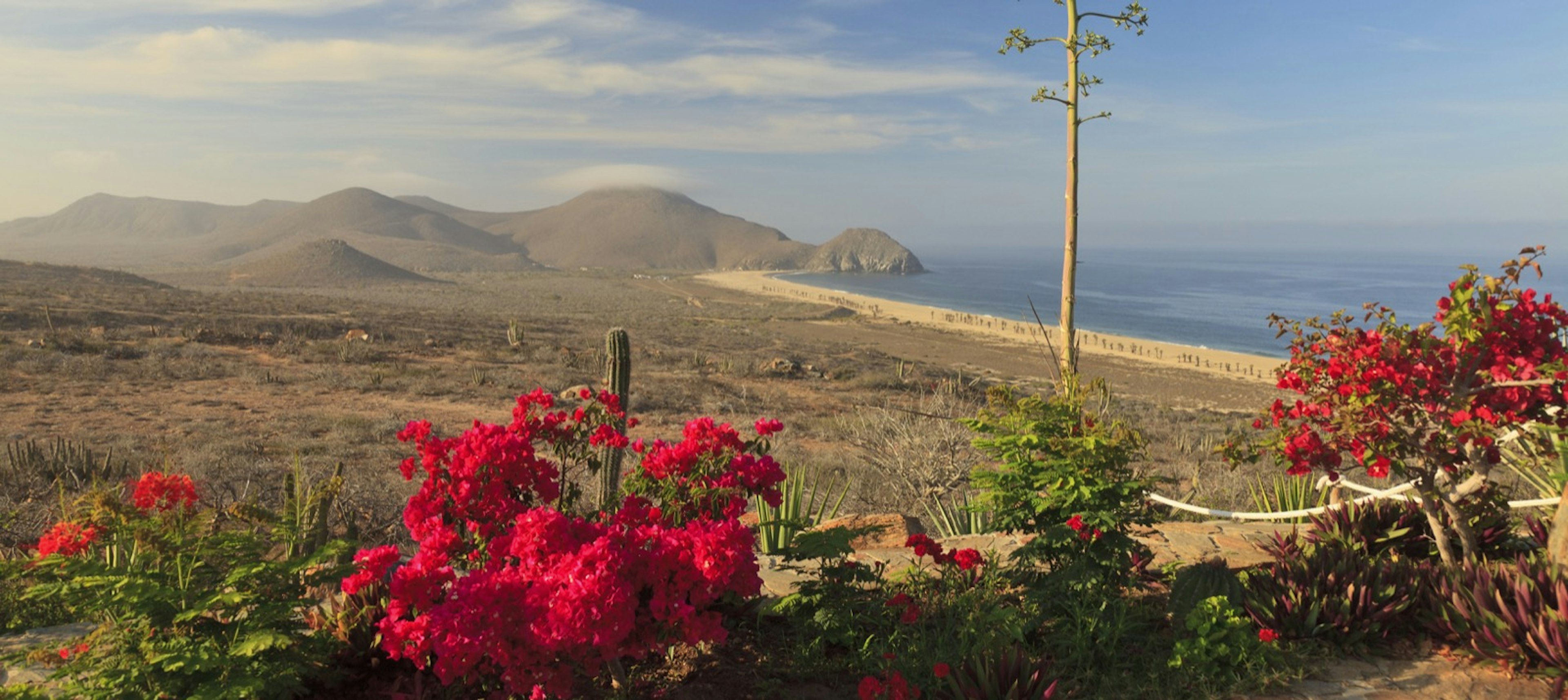 A cactus waves in the foreground as a desert and beach landscape stretch to the horizon