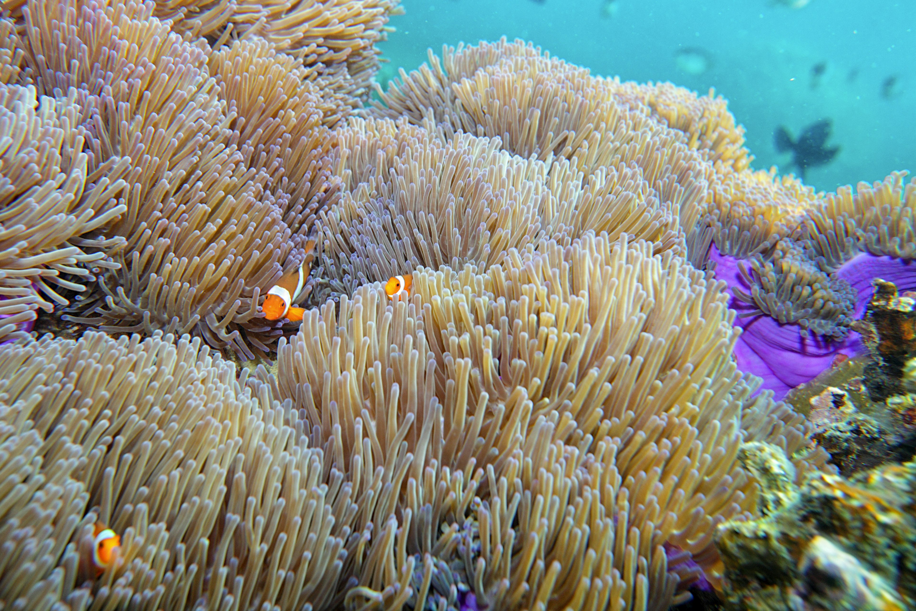 Tioman island offers some of Malaysia's most accessible diving and snorkelling