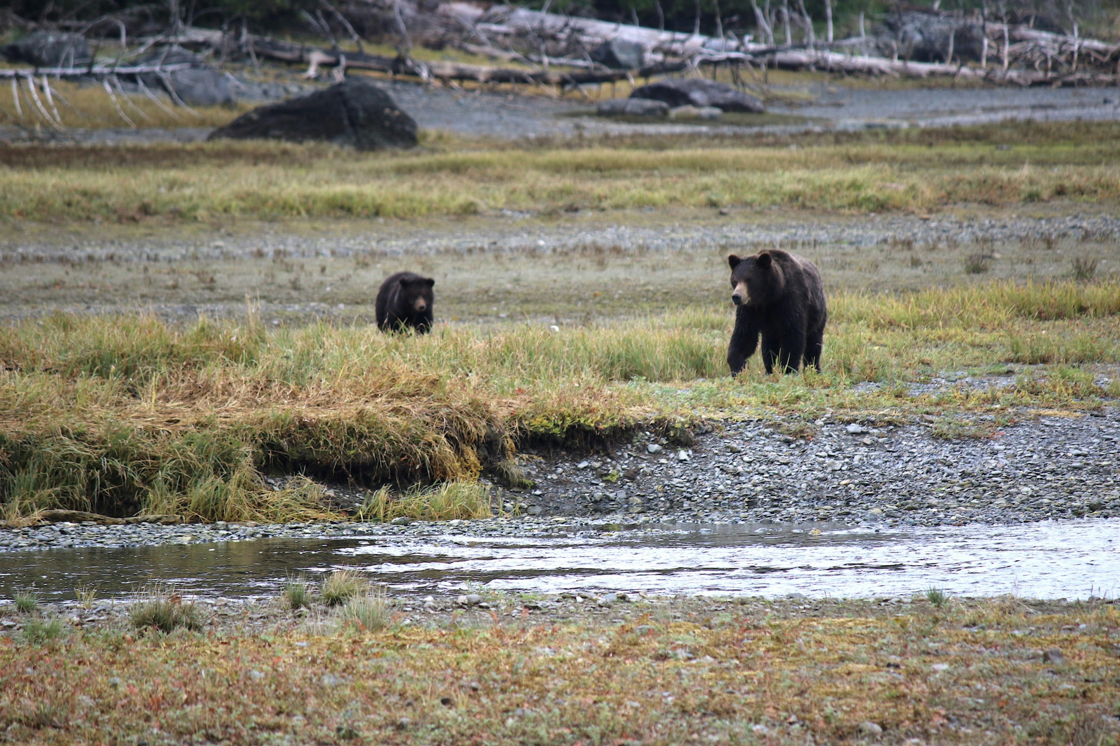 Two bears lumber through a grassy delta in Alaska's Tongass National Forest