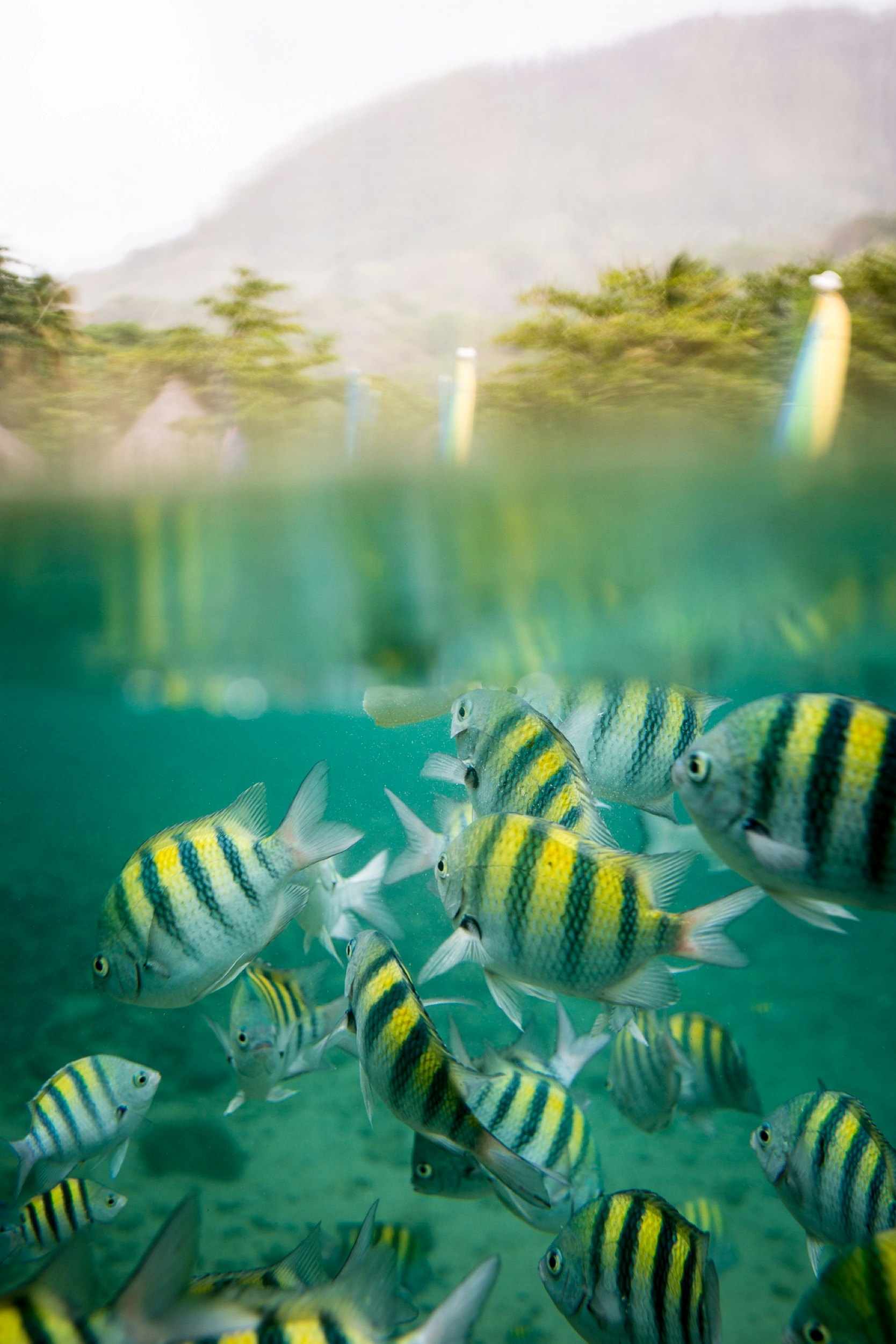 Yellow and black striped fish swim just under the surface as the roof of some huts is seen above the water line