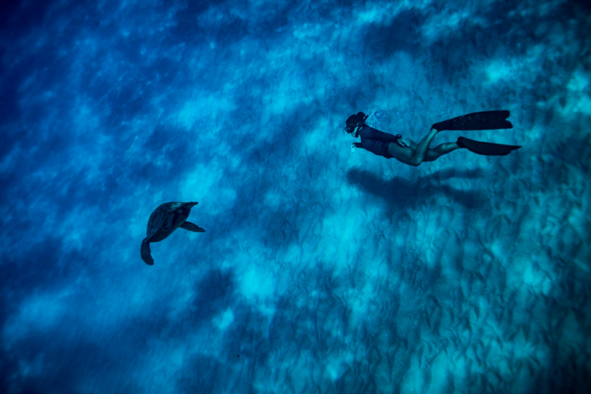 A snorkeling woman follows a swimming sea turtle under water