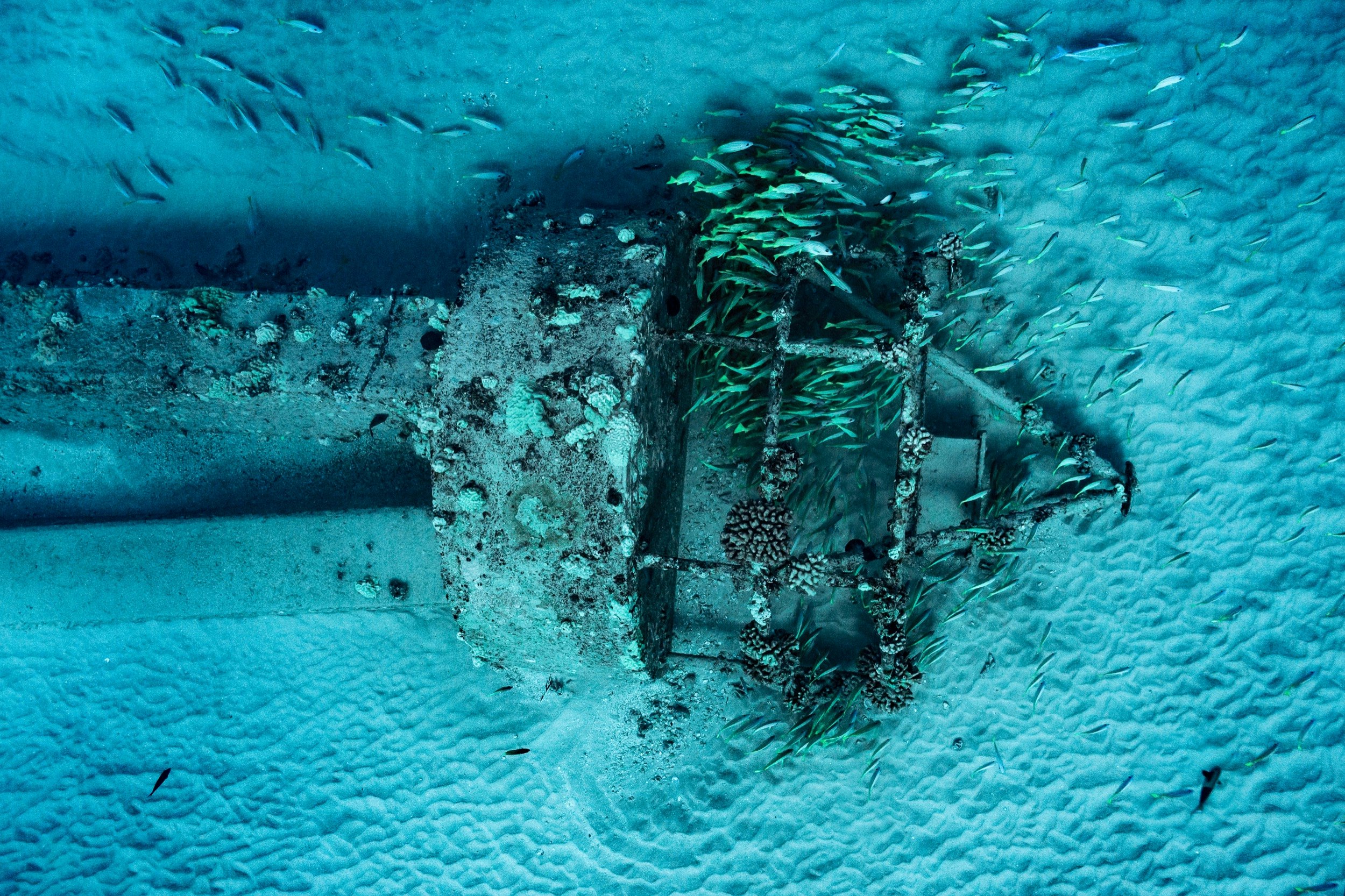 Marine life clings to and swims around a submerged piece of a shipwreck